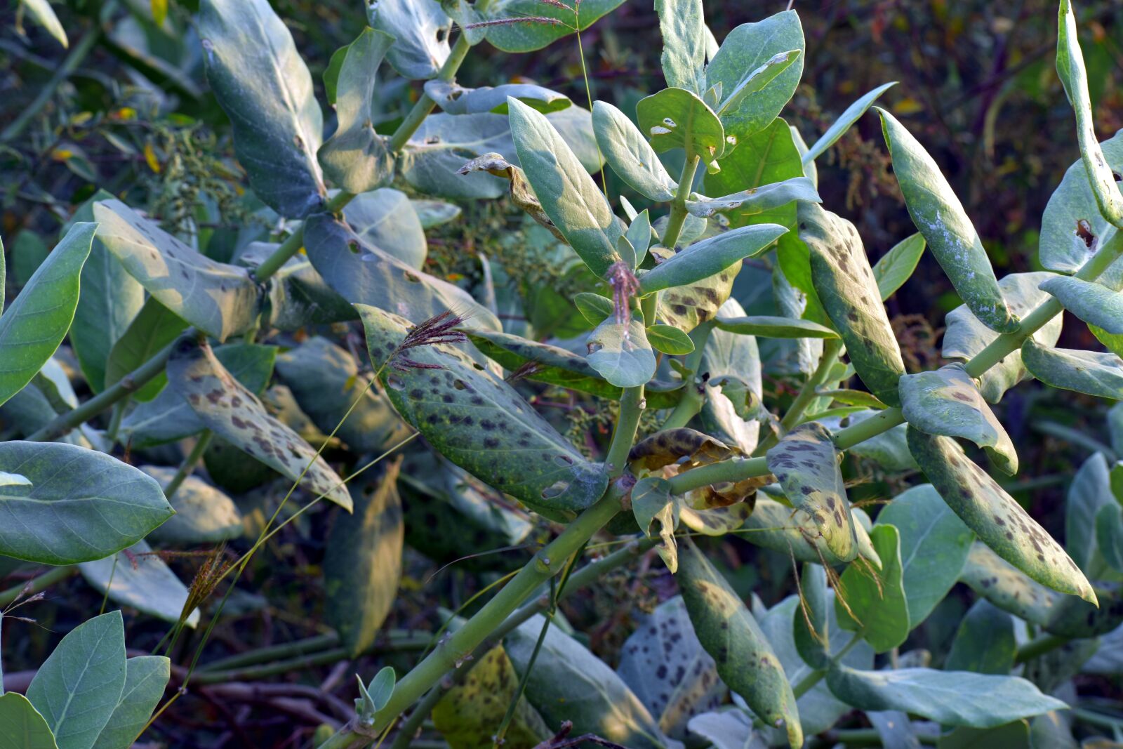 Nikon D5600 sample photo. Big leaves, wild, bug photography