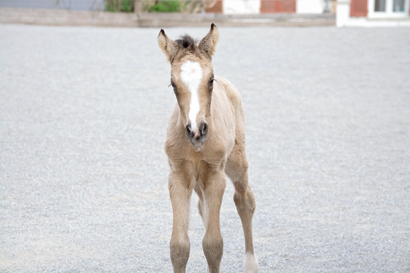 Nikon D7100 sample photo. Foal, riding pony foal photography