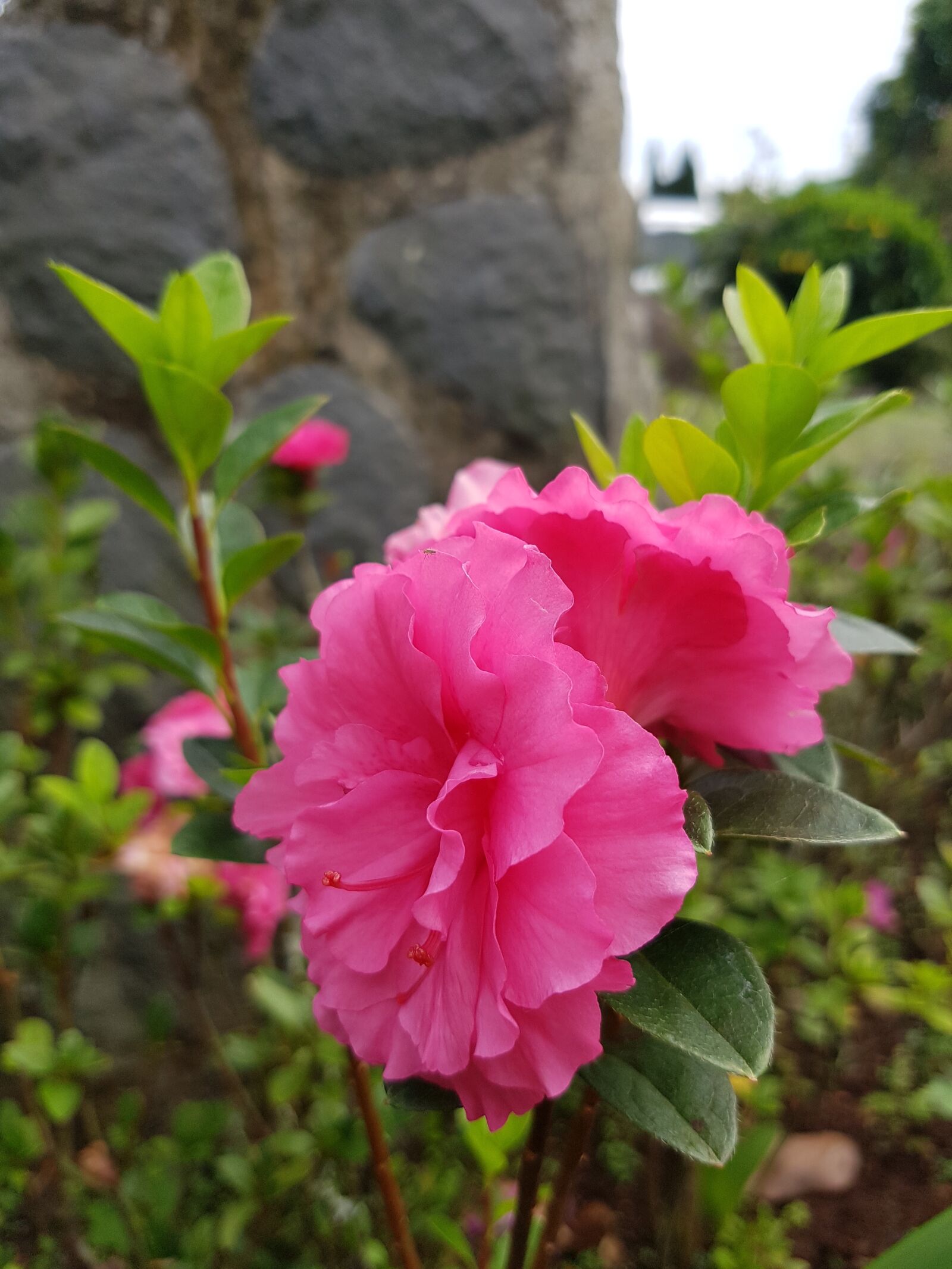 Samsung Galaxy S7 Edge sample photo. Pink, flower, nature photography