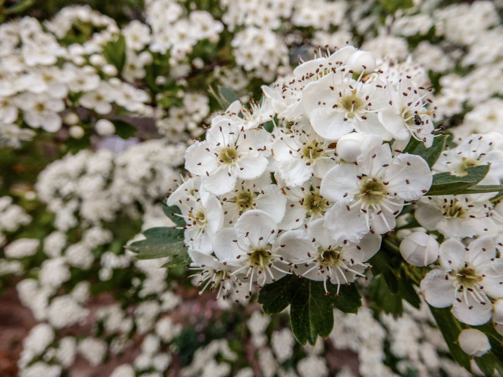 Nikon Coolpix A900 sample photo. Blossom, bloom, nature photography