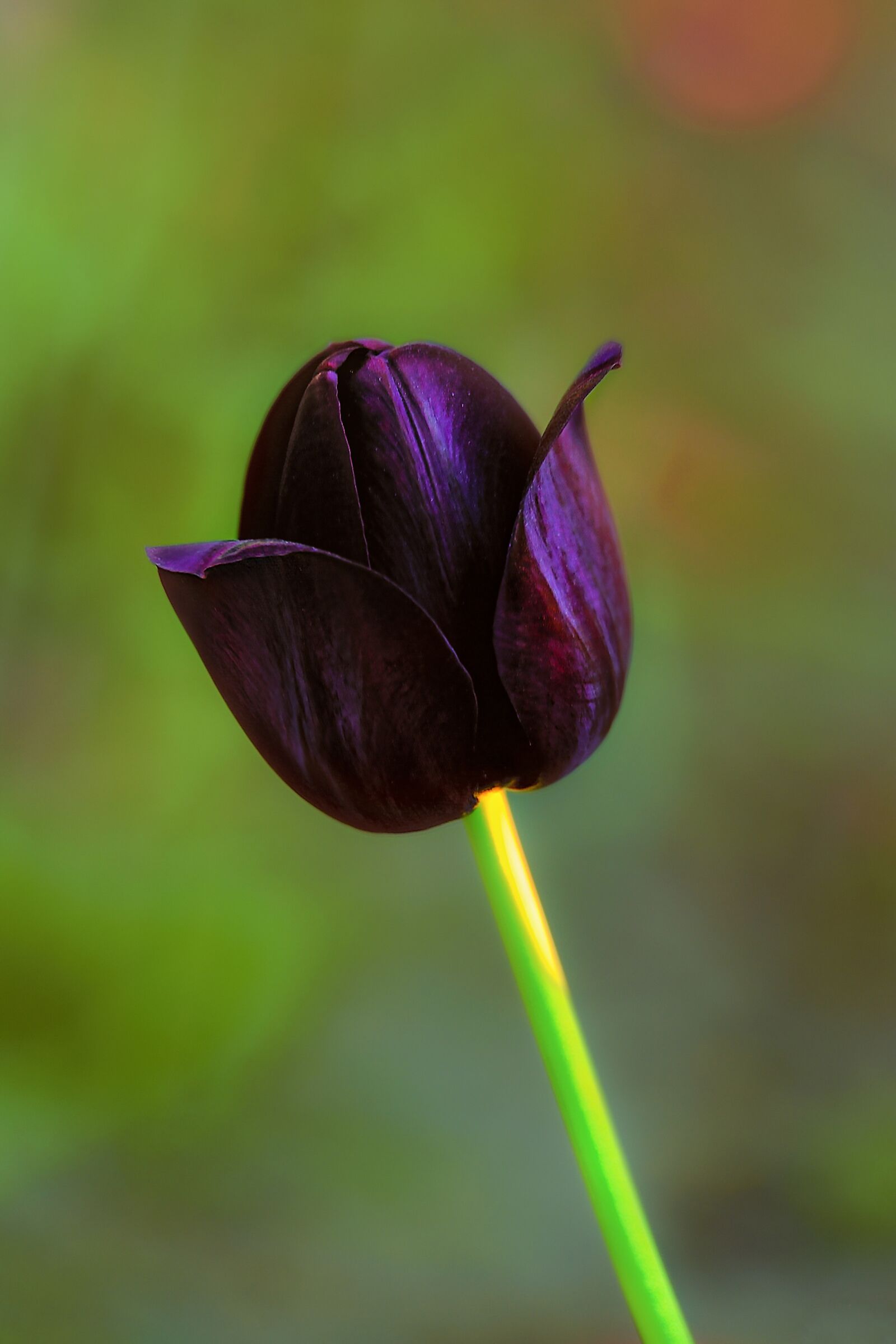 Nikon D3S sample photo. Flower, tulip, plant photography