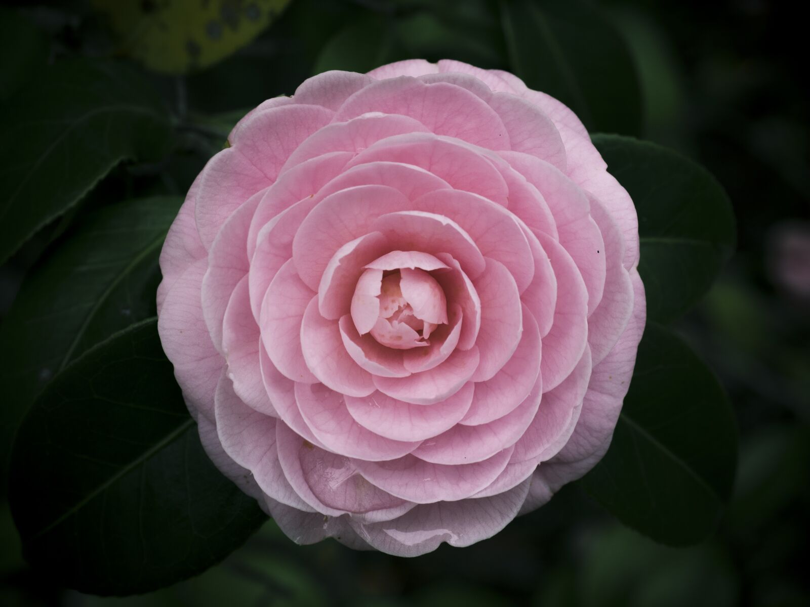 Olympus OM-D E-M1 + Olympus M.Zuiko Digital ED 12-40mm F2.8 Pro sample photo. Flowers, 姫椿, camellia photography