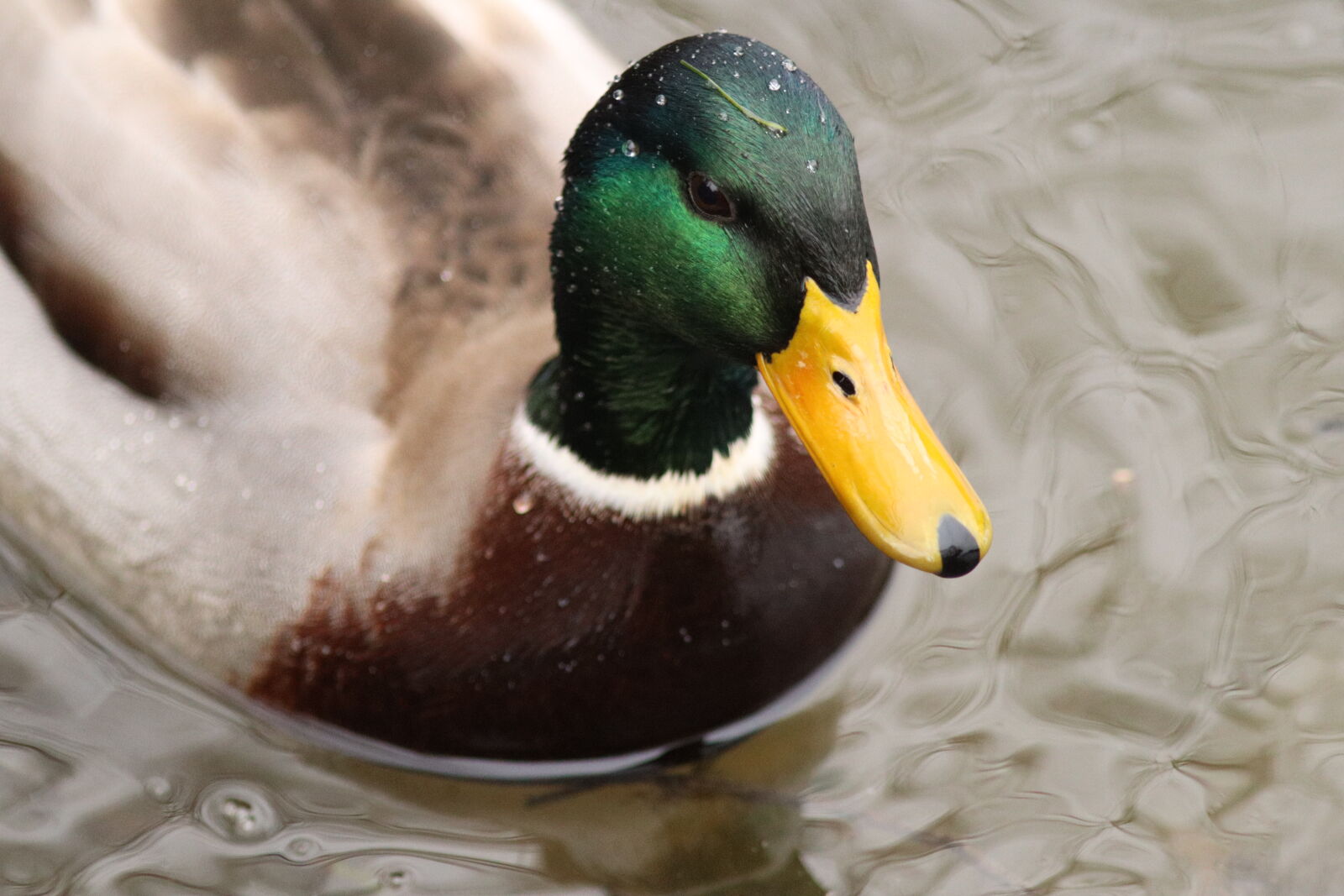 Canon EF 300mm F4L IS USM sample photo. Mallard duck photography