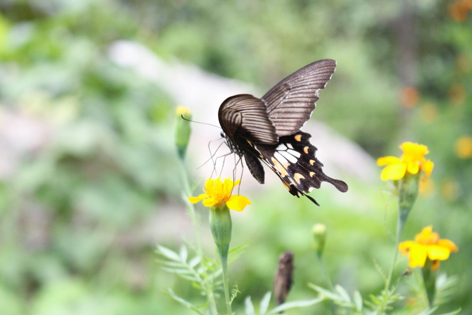 Canon EOS 60D sample photo. Butterfly, pollinate, pollination photography