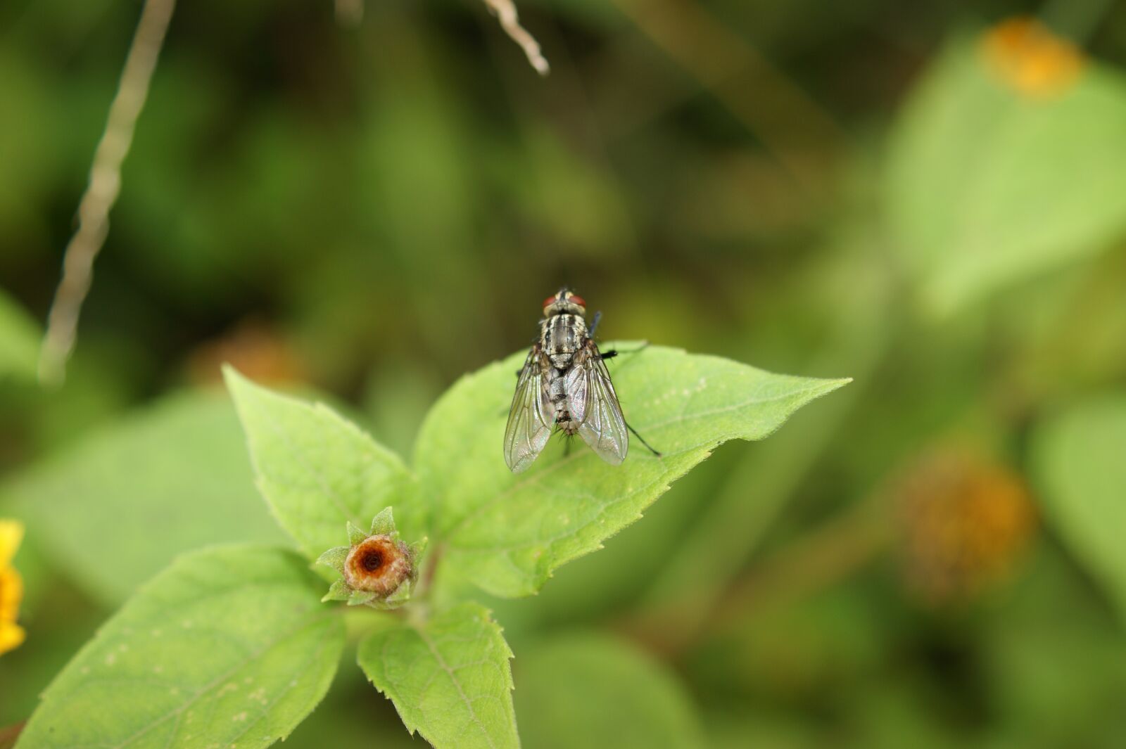Sony Alpha DSLR-A390 sample photo. Nature, in, the photography