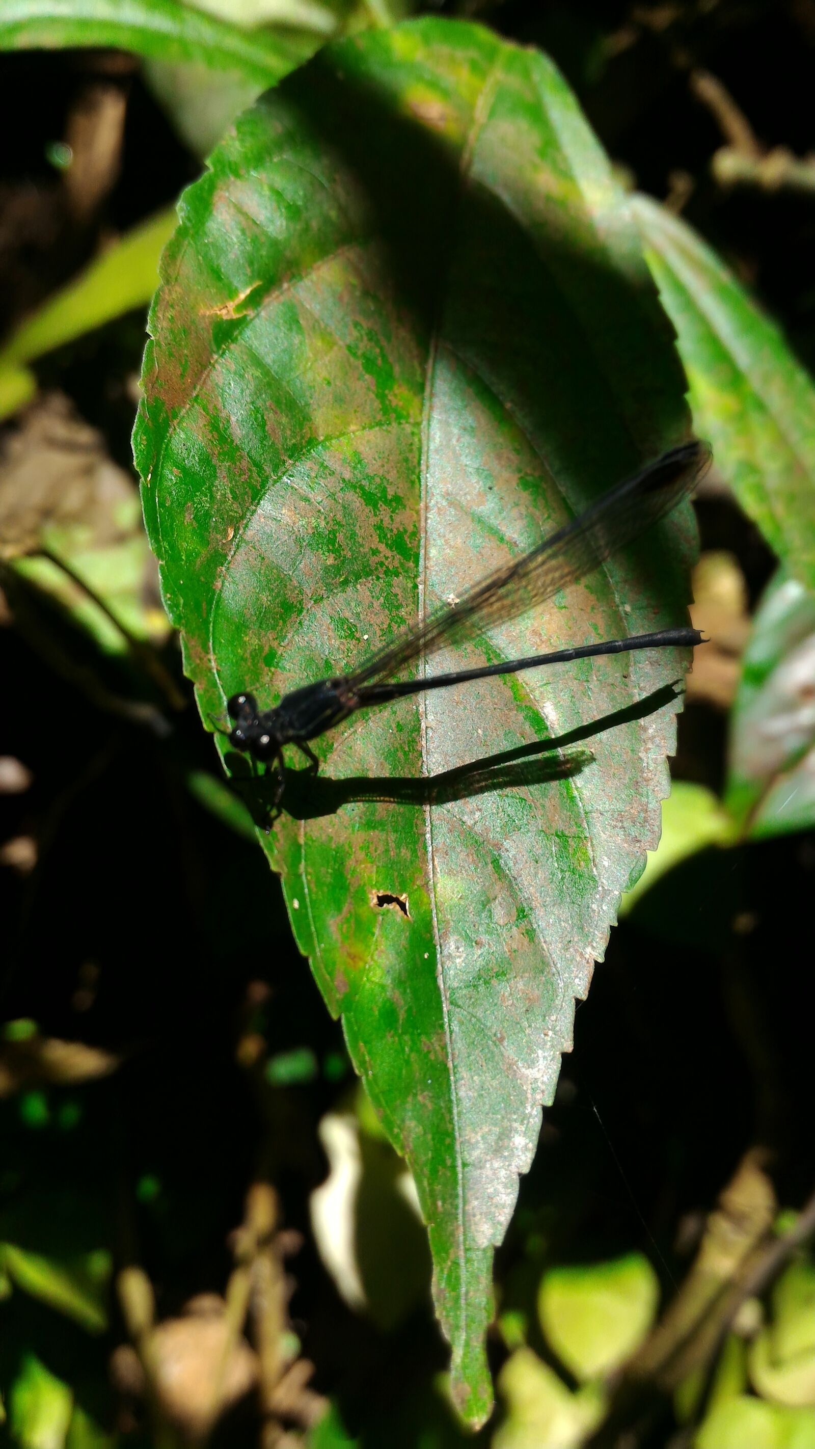 ASUS Z00AD sample photo. Dragonflies, insect photography