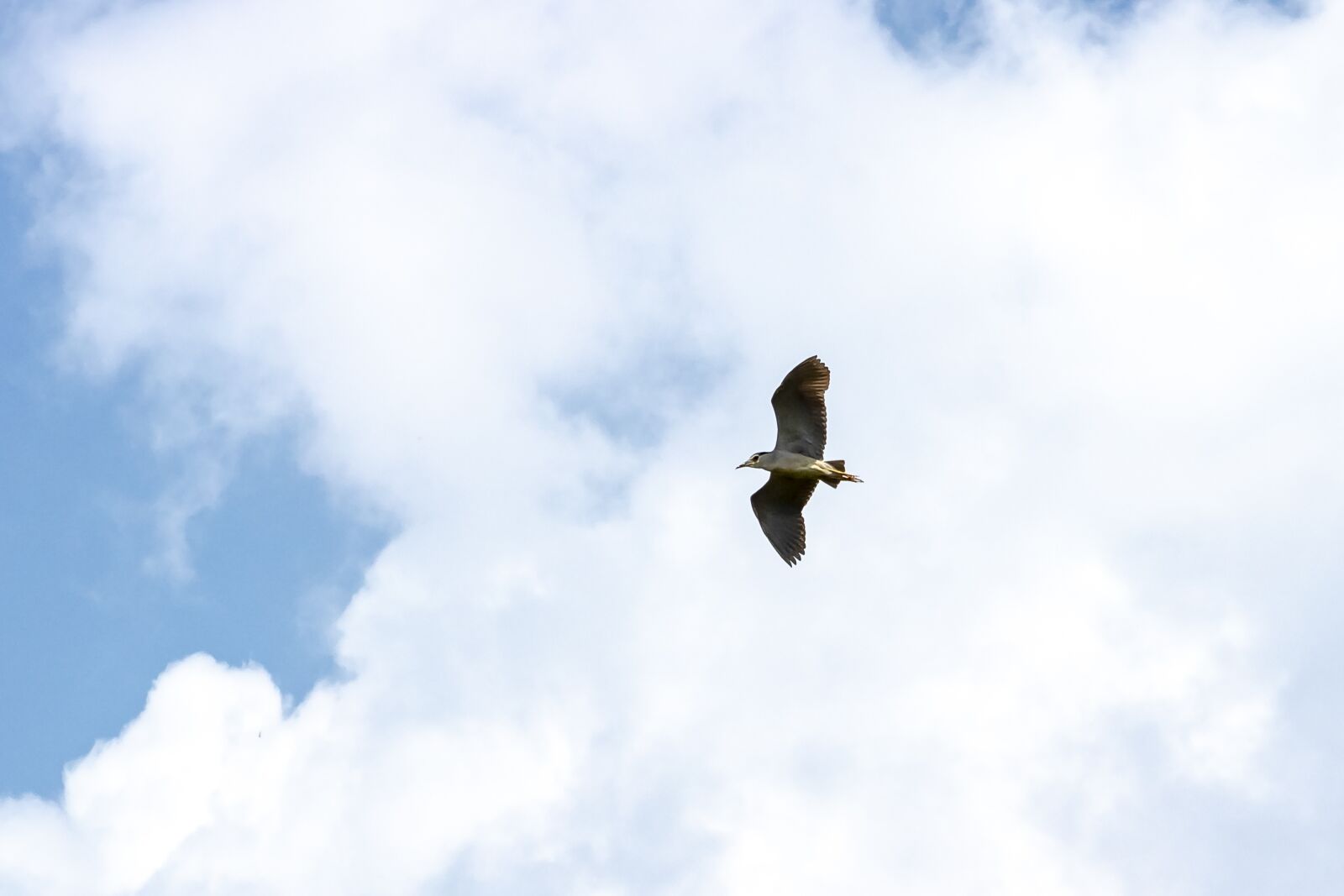 Canon EF75-300mm f/4-5.6 sample photo. Night heron, wader, bird photography