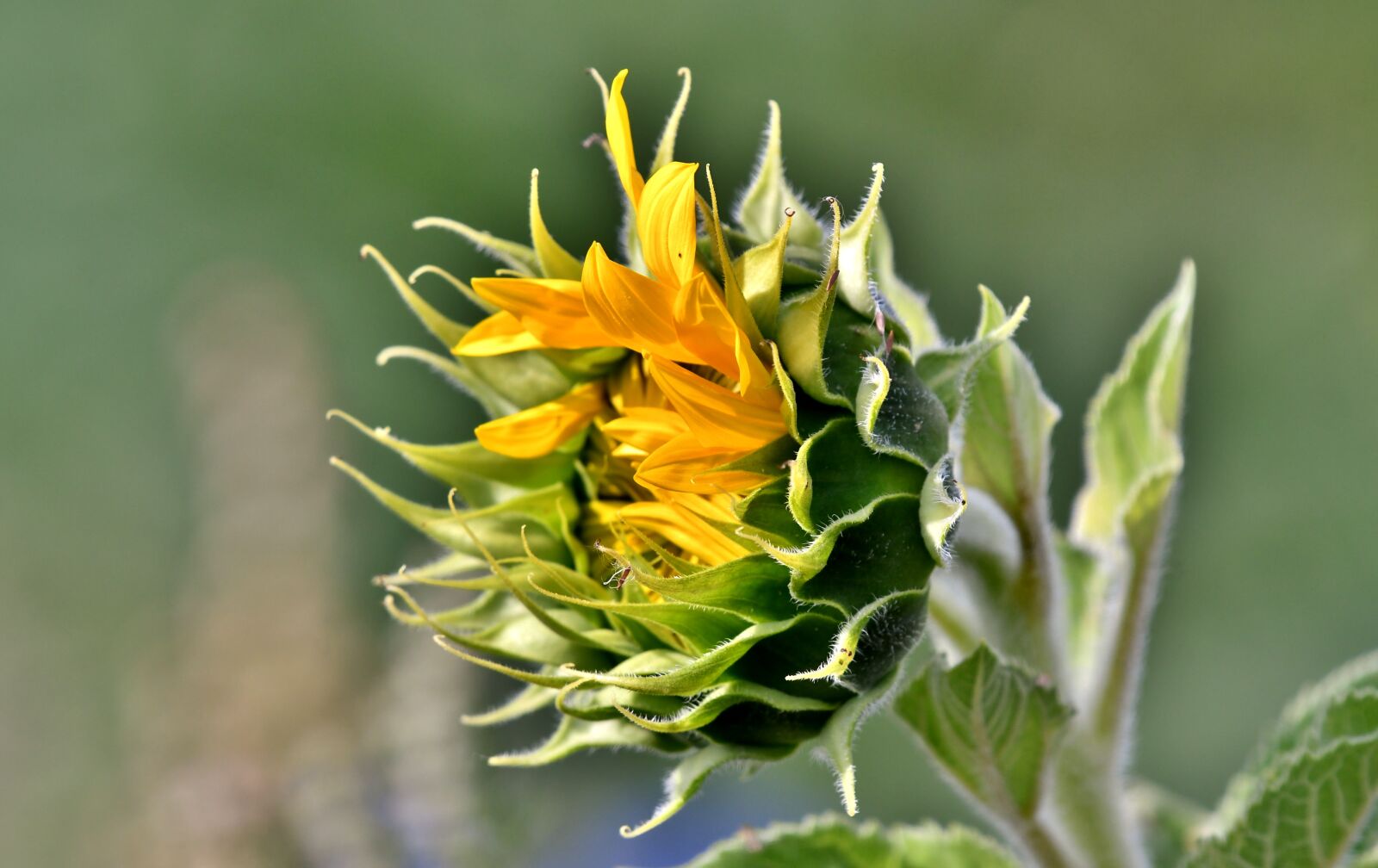 Nikon D500 sample photo. Sunflower, summer, yellow photography