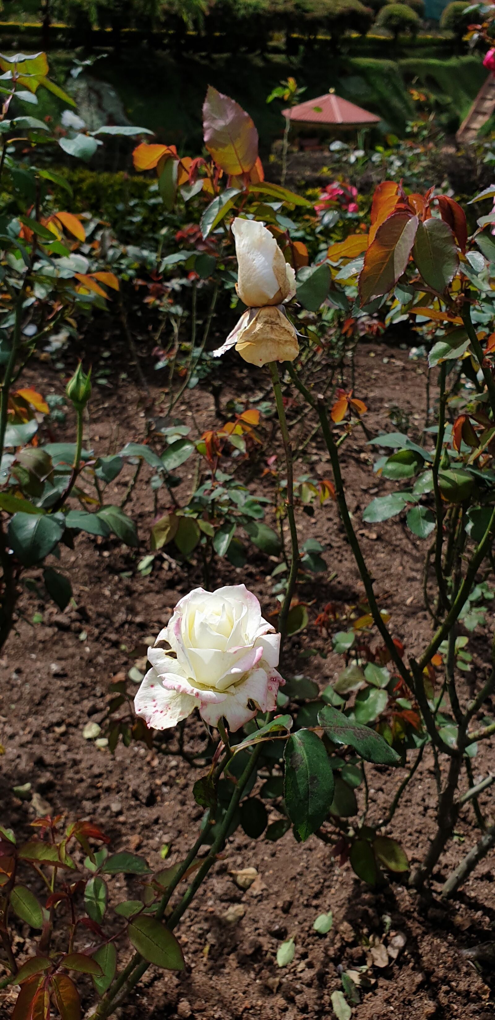 Samsung Galaxy Note9 sample photo. Garden rose, blossom rose photography