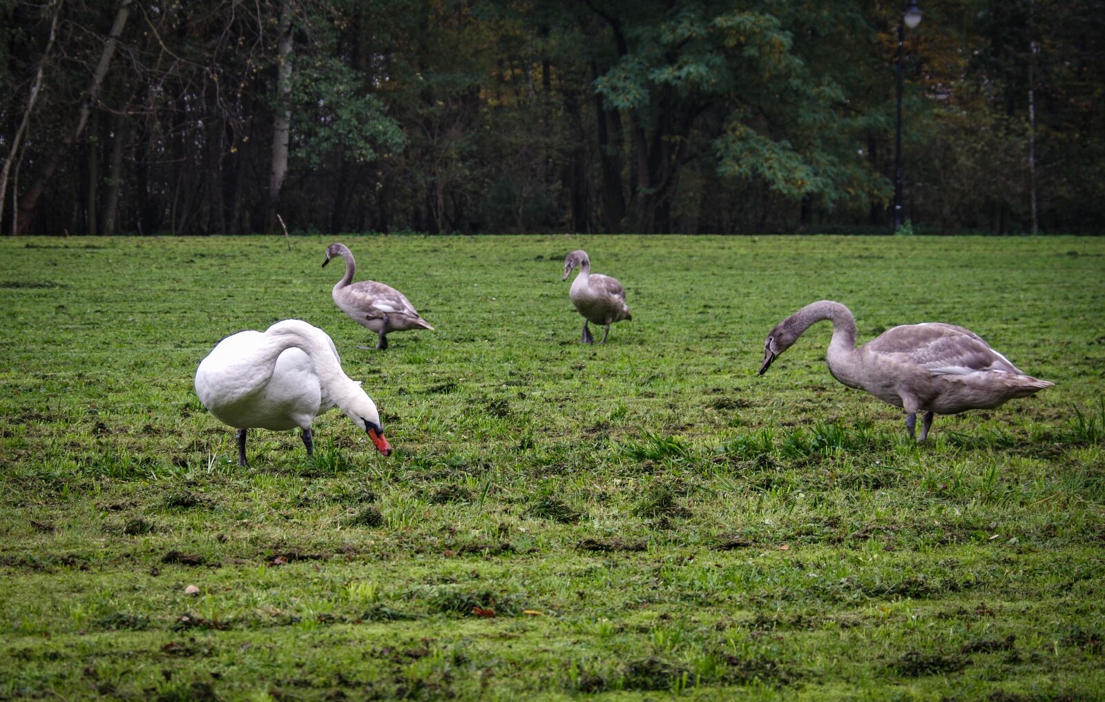 A Series Lens sample photo. A flock of swans photography