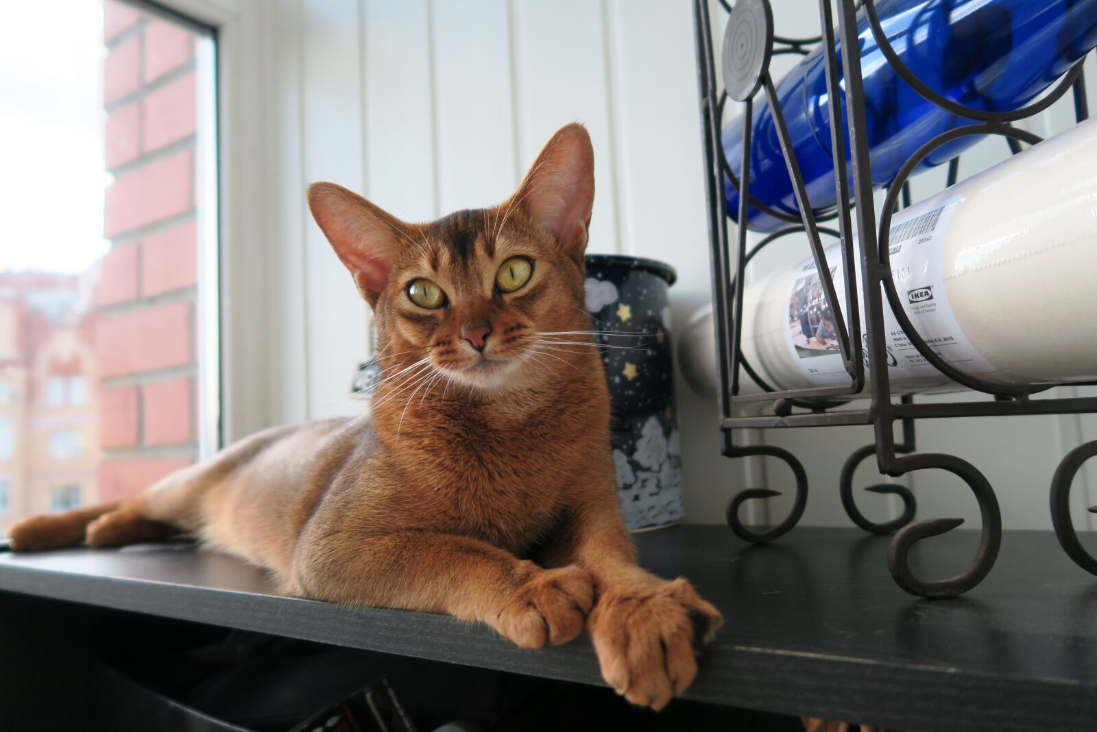 Canon PowerShot G7 X sample photo. Kittens, abissintsykoshki, koshkiabissintsy photography