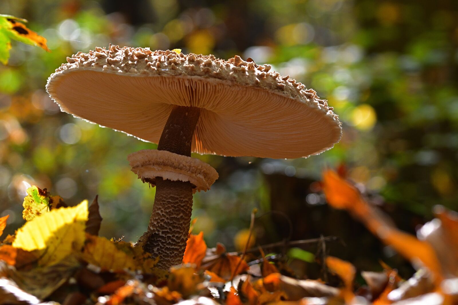 Nikon D5200 sample photo. Forest, mushroom, parasol photography