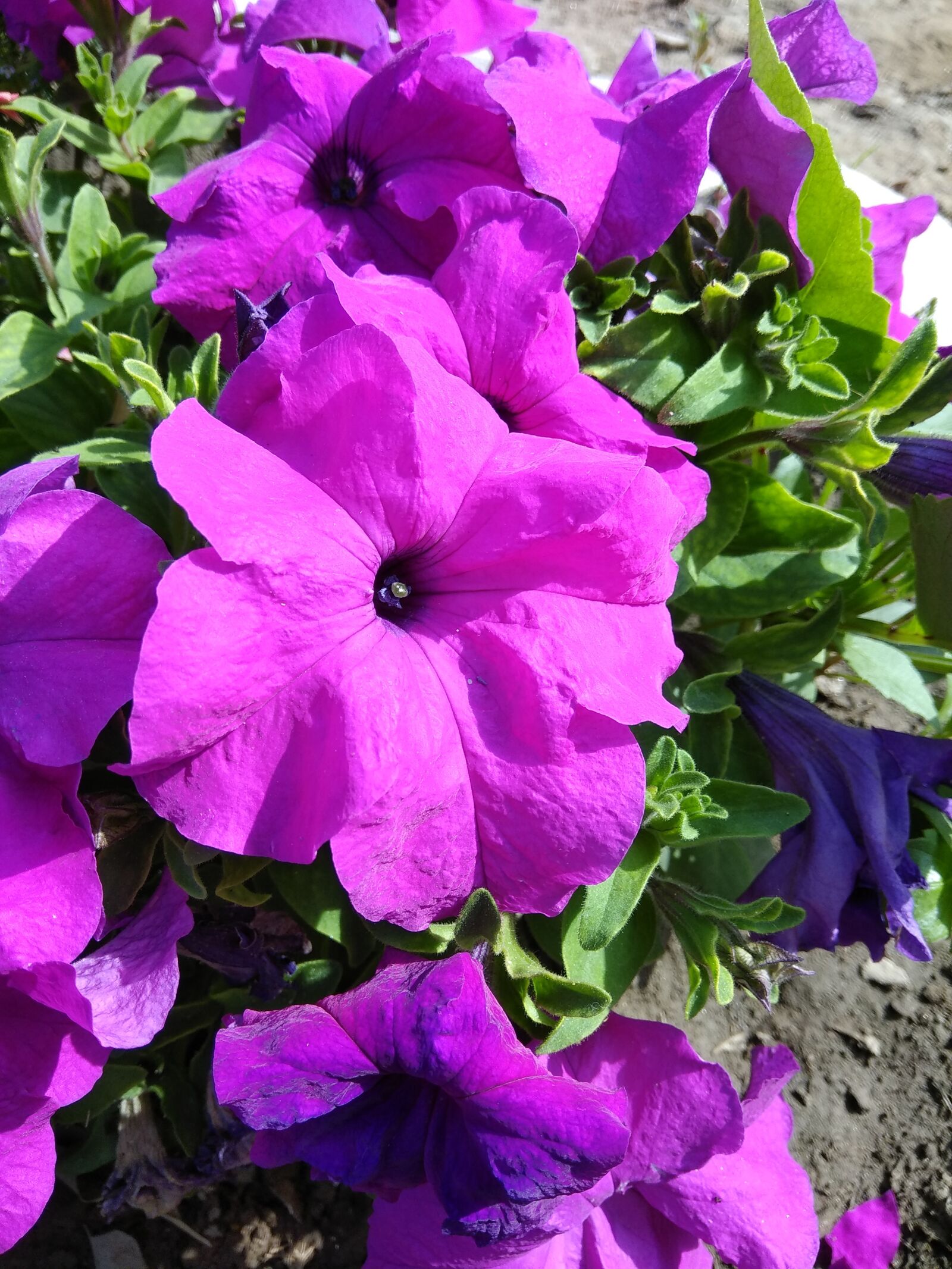 Xiaomi Redmi Note 4 sample photo. Petunia, petunia flowers, garden photography