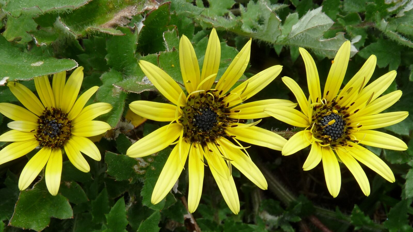 Panasonic Lumix DMC-FZ28 sample photo. Flowers, daisies, yellow photography