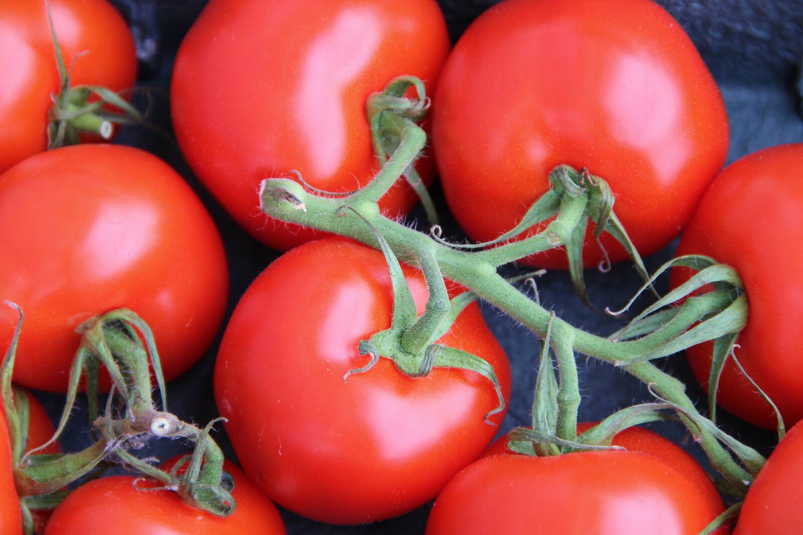 Canon EOS 1100D (EOS Rebel T3 / EOS Kiss X50) sample photo. Bush tomatoes, trusses, tomatoes photography