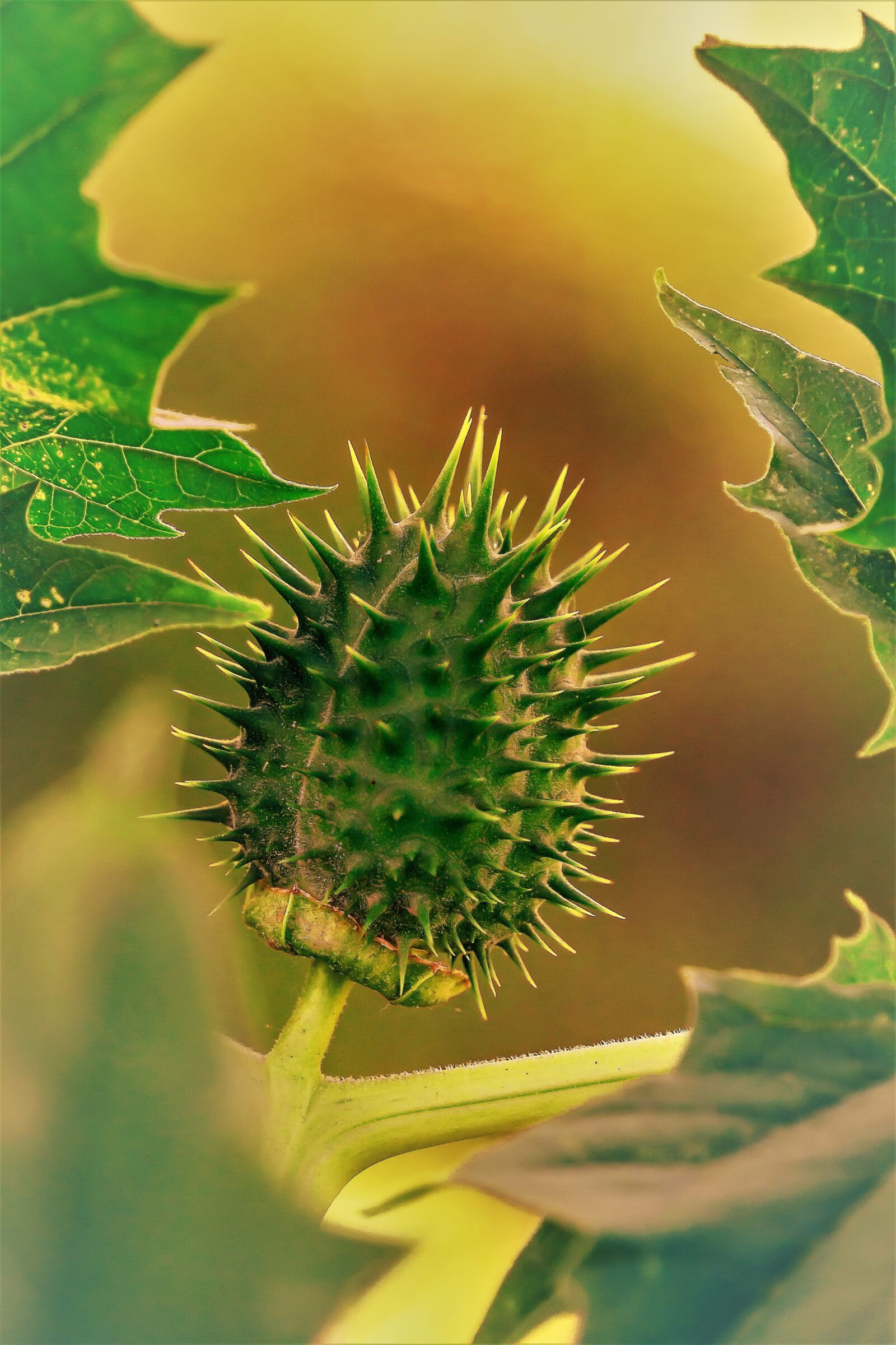 Sony a6000 sample photo. Thorn apple, green, plant photography