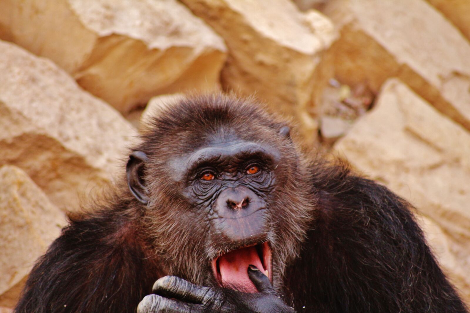 Canon EOS 700D (EOS Rebel T5i / EOS Kiss X7i) sample photo. Gorilla, wildlife, congo photography