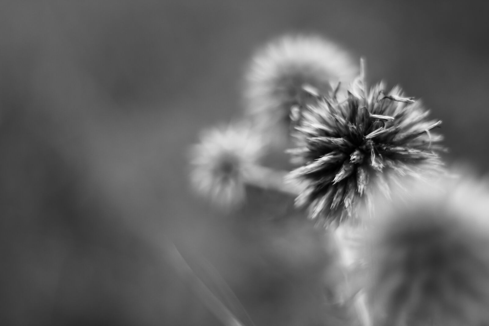 Canon EOS 700D (EOS Rebel T5i / EOS Kiss X7i) sample photo. Flower, nature, depth of photography