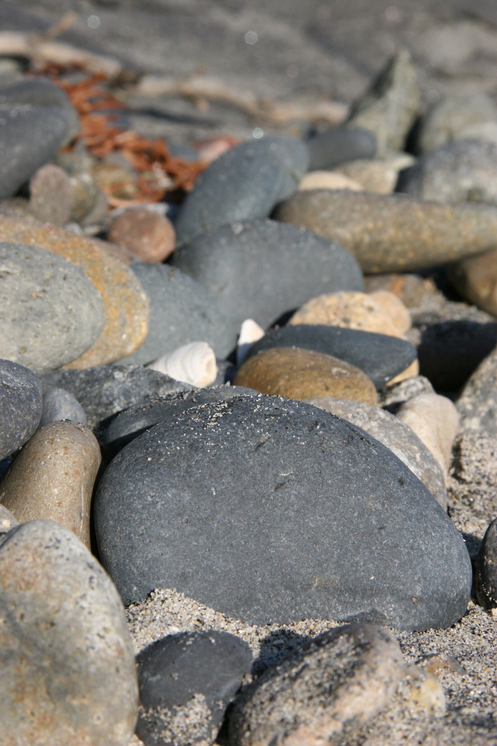 Canon EOS 20D sample photo. Rocks, seaweed, driftwood photography