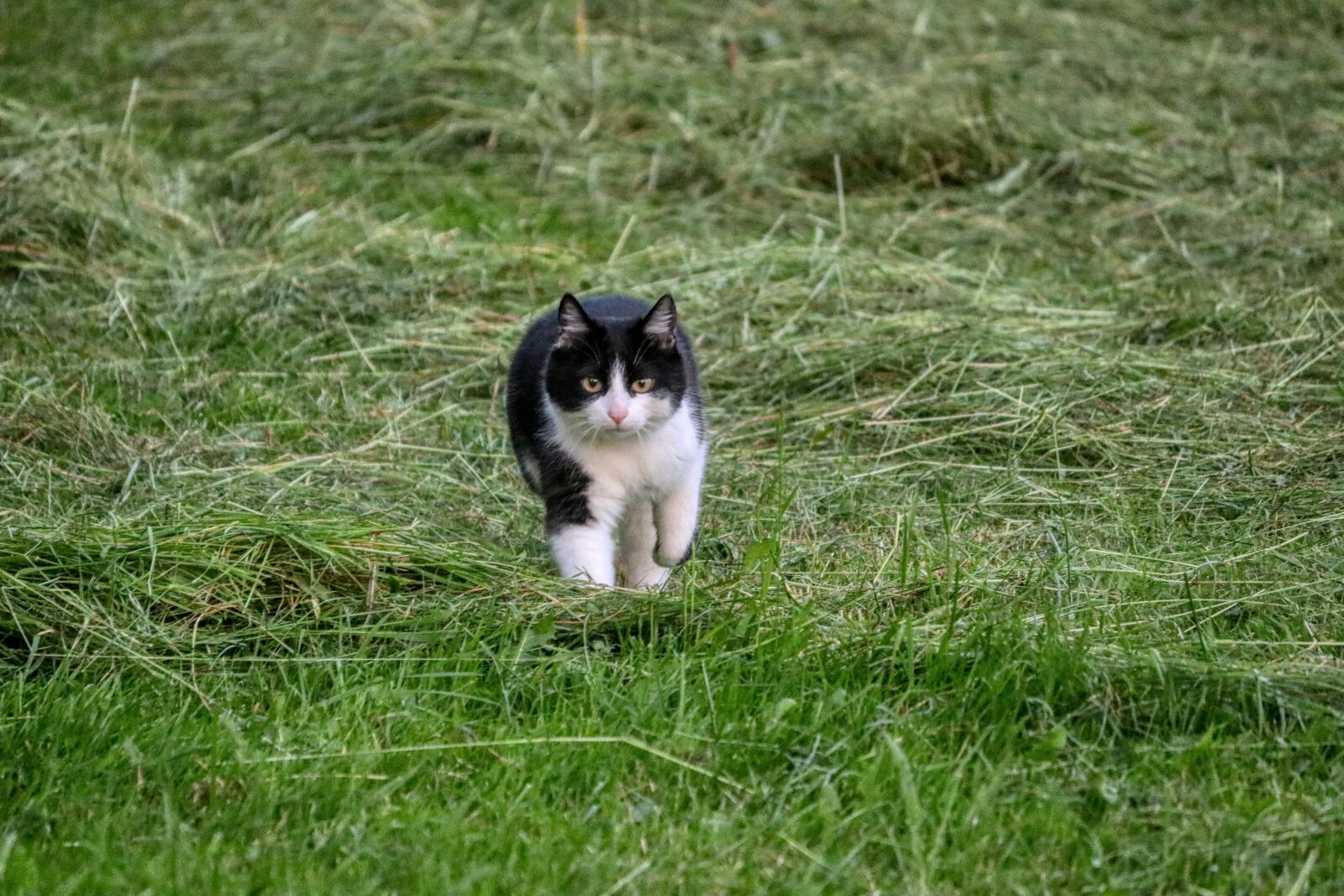 Canon EOS 80D sample photo. Cat, meadow, green photography