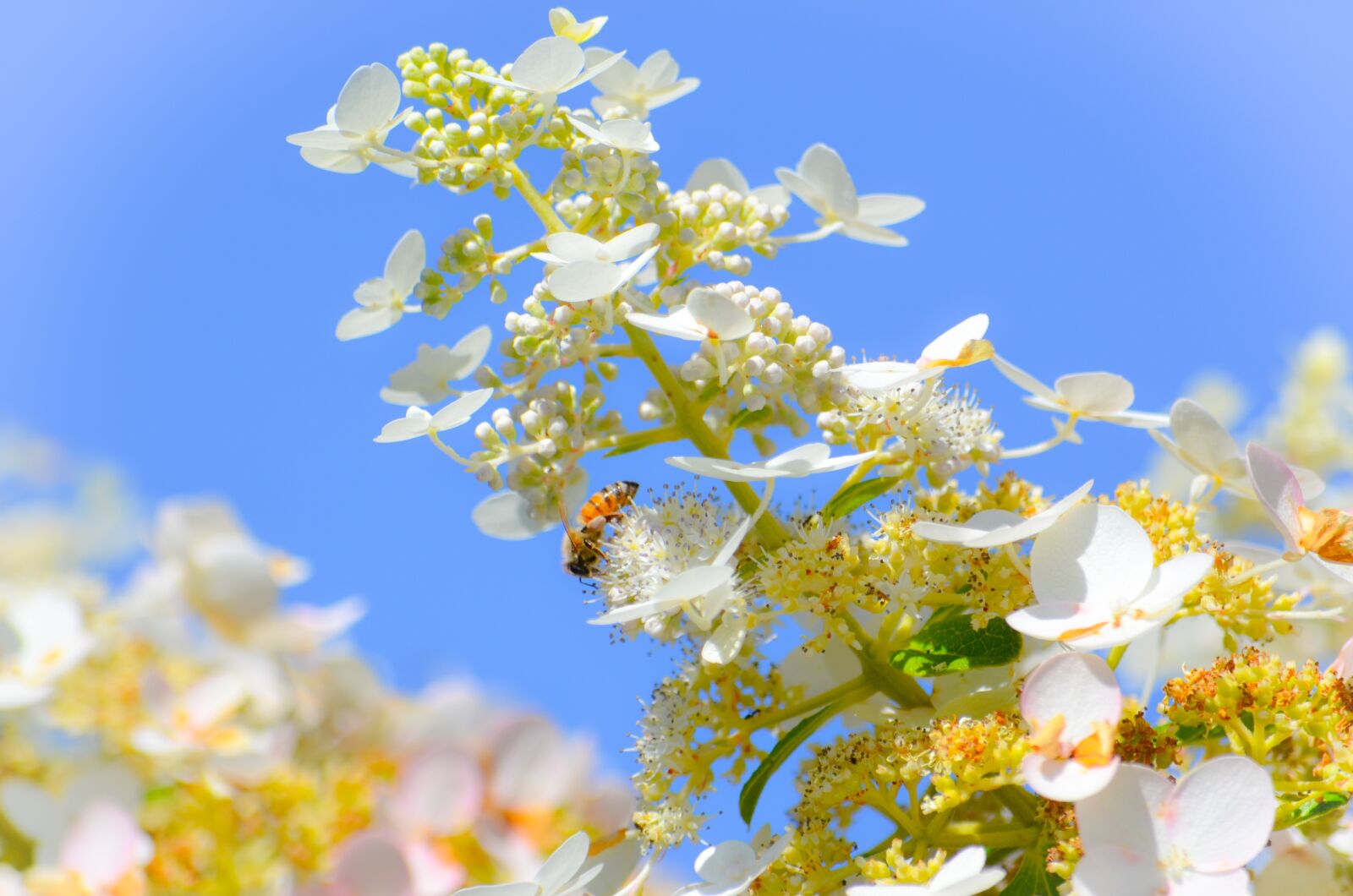 Nikon D5100 sample photo. Honey, bee, honey bee photography