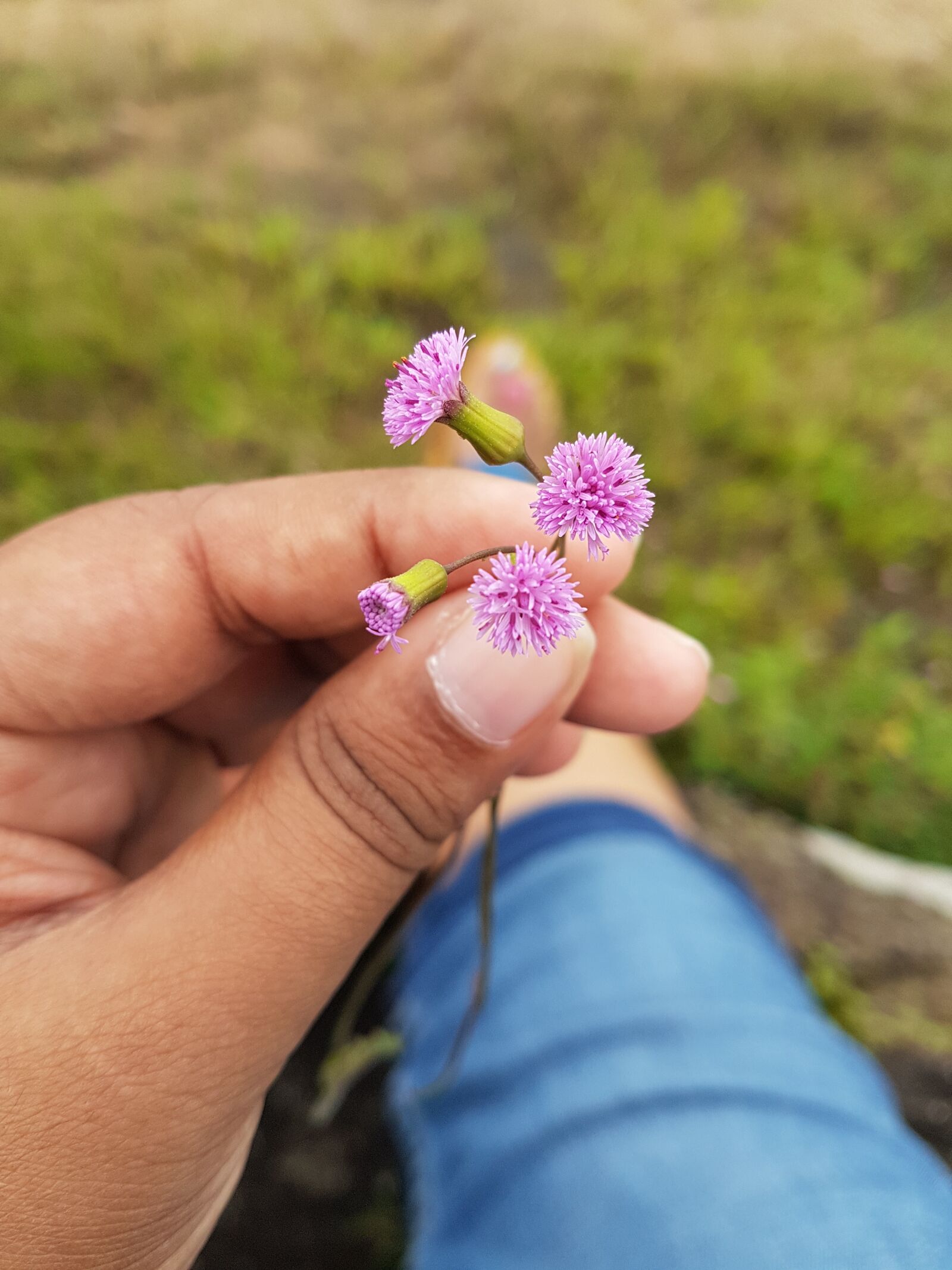Samsung Galaxy S7 Edge sample photo. Flower, mini, hands photography