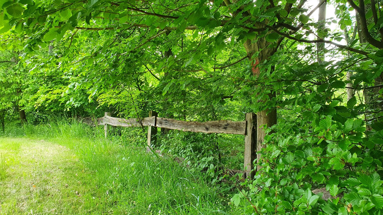 Samsung Galaxy S10e sample photo. Forest, meadow, fence photography