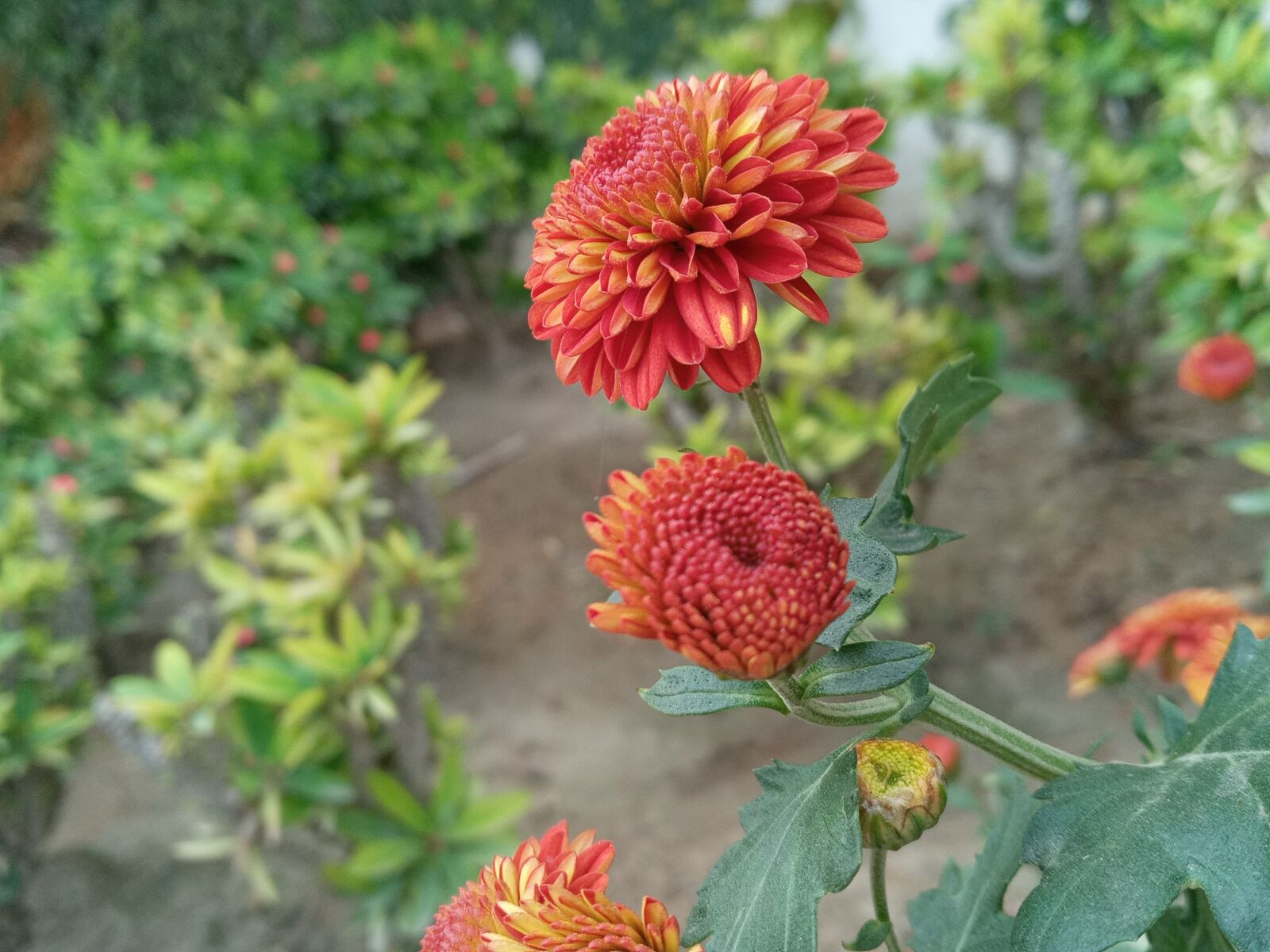 Samsung SM-A107F sample photo. Nature, flower, beautiful photography