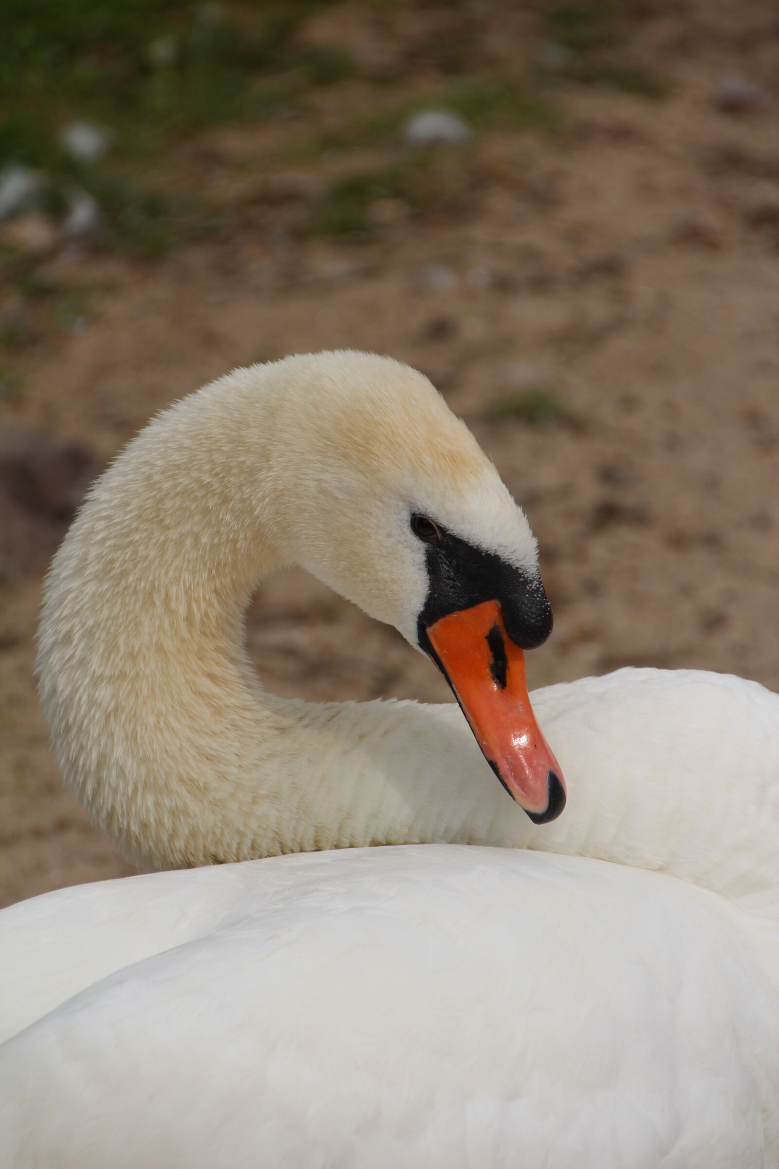 Canon EOS 600D (Rebel EOS T3i / EOS Kiss X5) sample photo. Swan, mute swan, bird photography