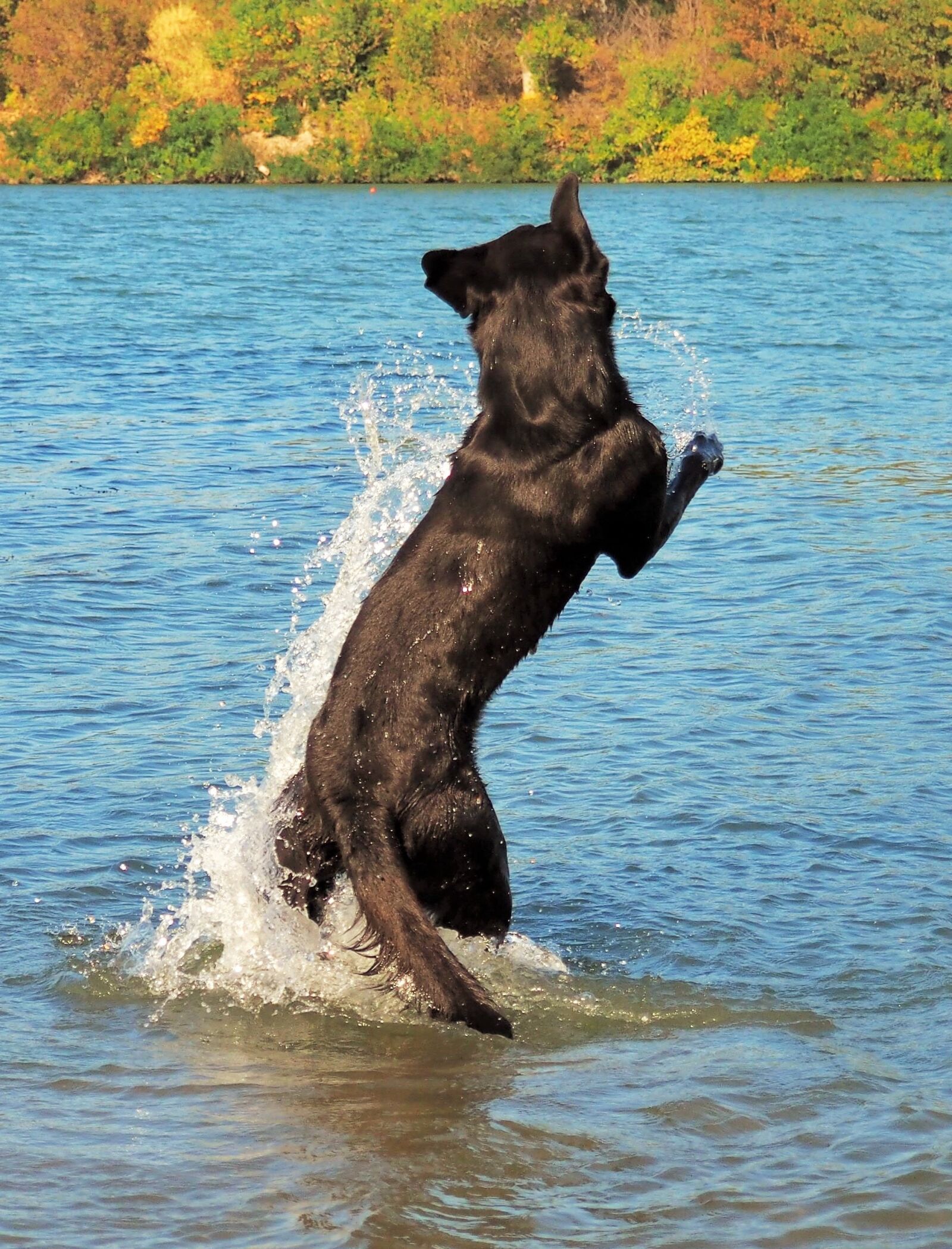 Olympus OM-D E-M10 sample photo. Dog, black labrador, game photography