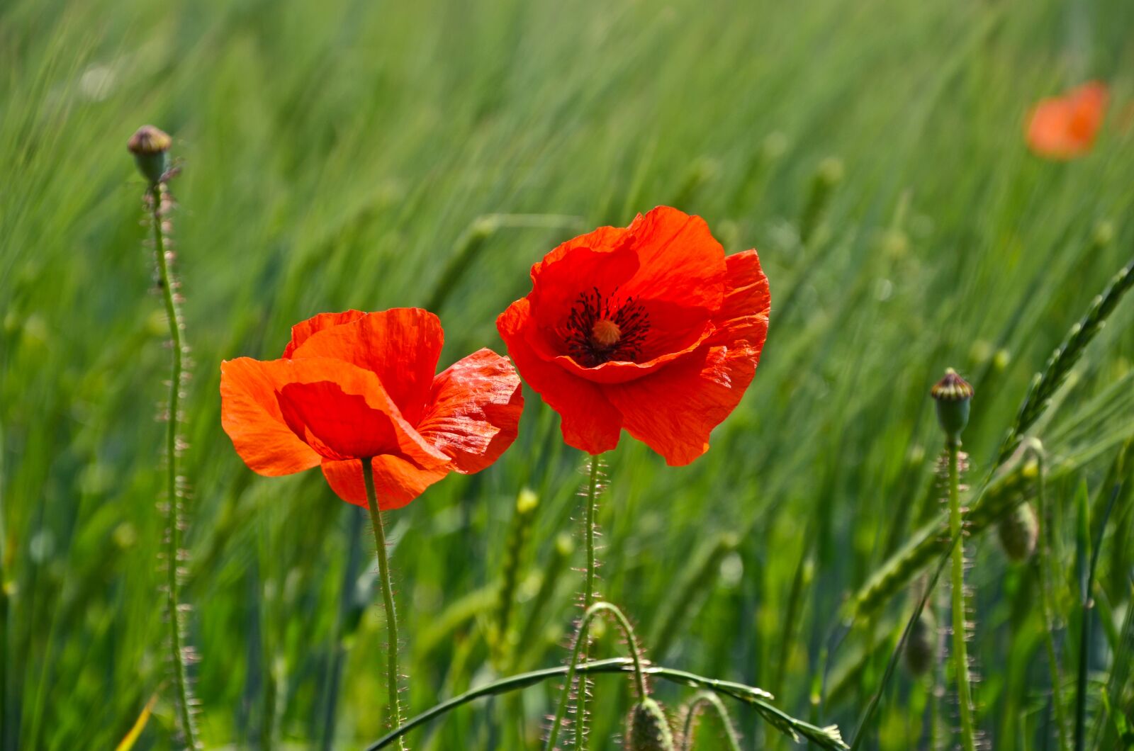 Nikon D5100 sample photo. Klatschmohn, red, poppy photography