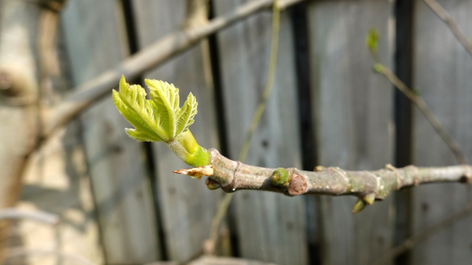 Sony Cyber-shot DSC-RX100 VI sample photo. Fig tree, spout, spring photography