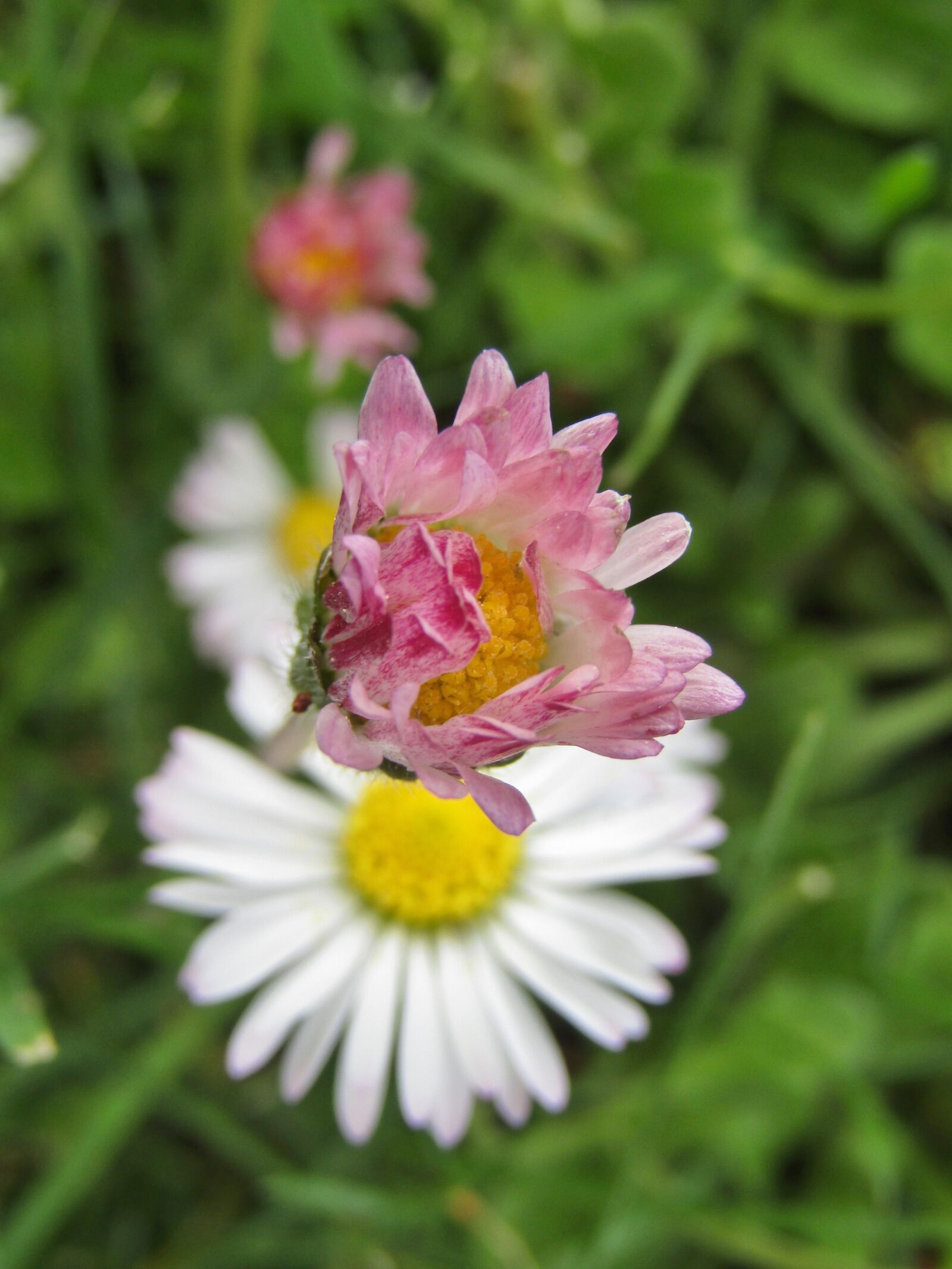 Canon POWERSHOT SX432 IS sample photo. Daisy, flowers, white photography