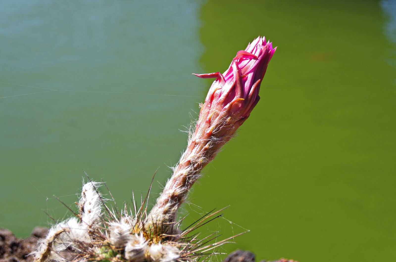 Pentax K-5 sample photo. Lanzarote, cactus garden, spice photography