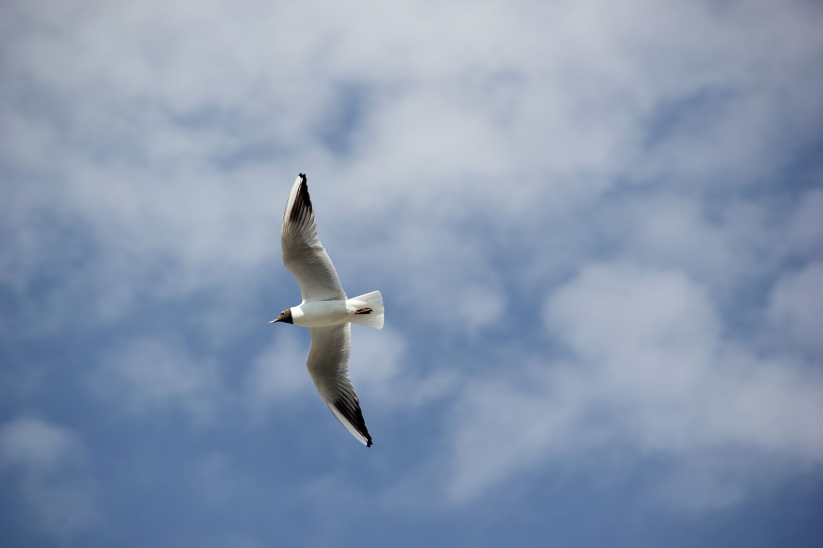 Canon EOS 550D (EOS Rebel T2i / EOS Kiss X4) sample photo. Seagull, bird, flying photography
