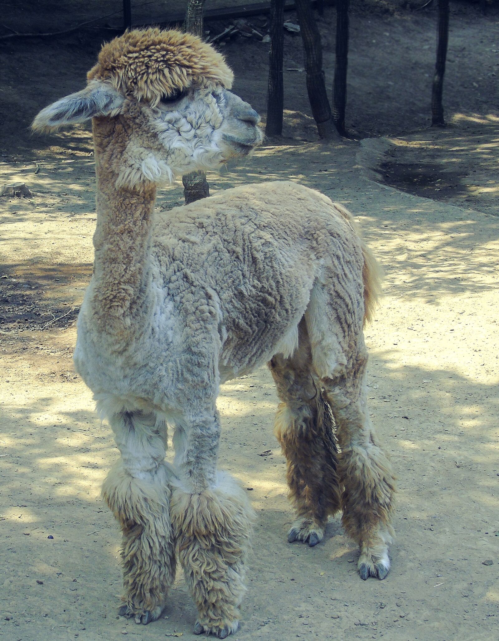 Sony Cyber-shot DSC-H400 sample photo. Alpaca, cub, artistic conception photography