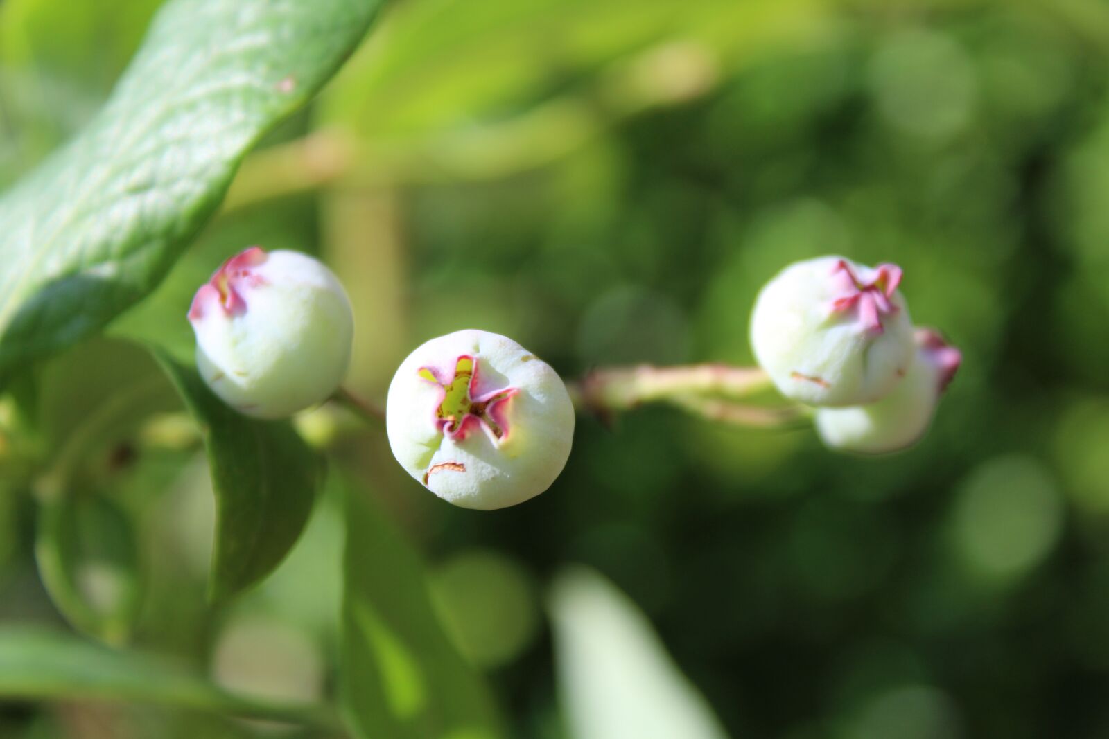 Canon EOS 1200D (EOS Rebel T5 / EOS Kiss X70 / EOS Hi) sample photo. Blueberries, immature, nature photography