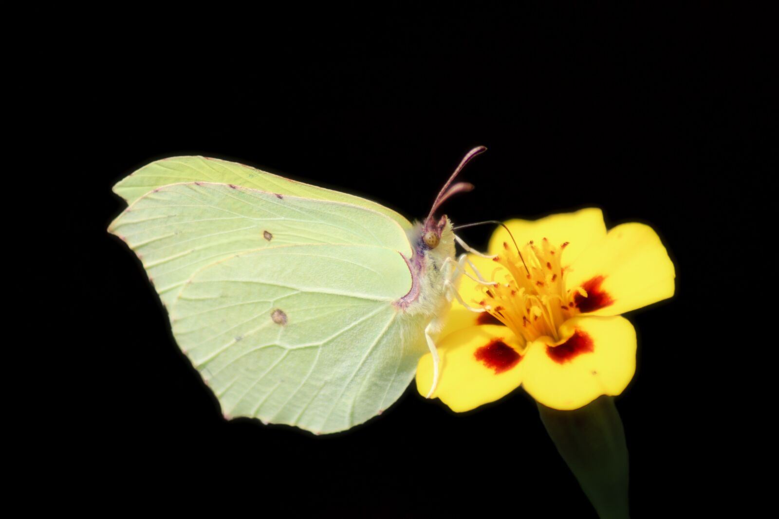 Canon EOS 77D (EOS 9000D / EOS 770D) sample photo. Gonepteryx rhamni, butterfly, close photography