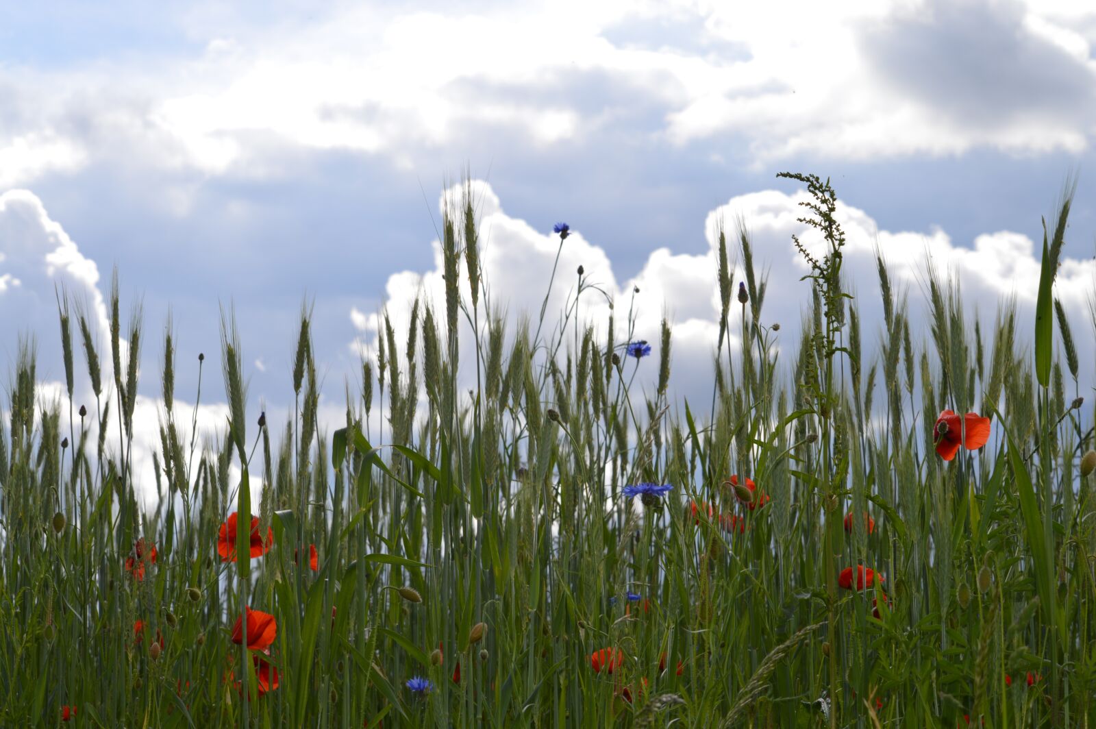 Nikon D3200 sample photo. Clouds, flowers, red poppy photography