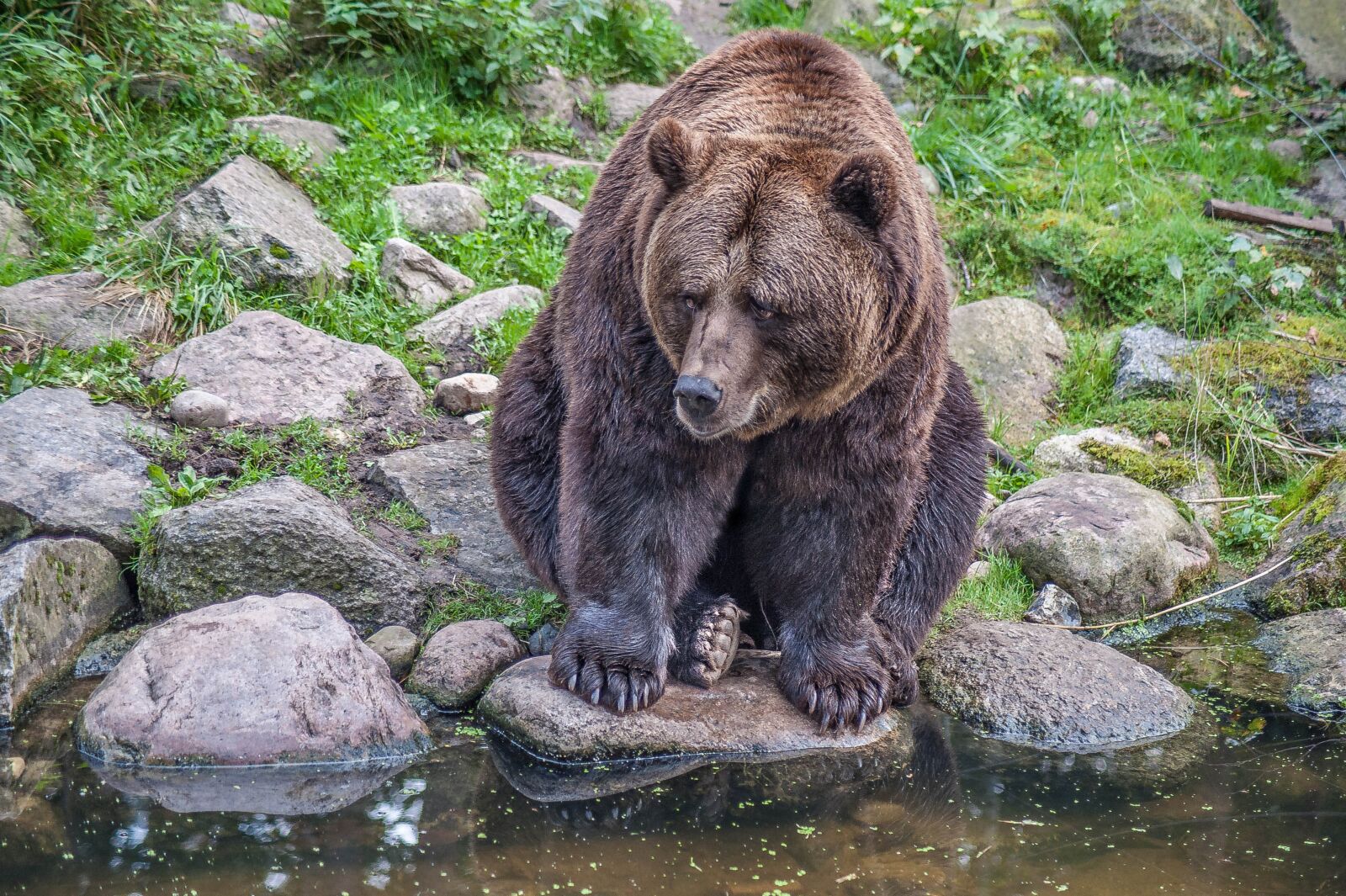 Nikon D700 sample photo. Brown bear, stones, fur photography