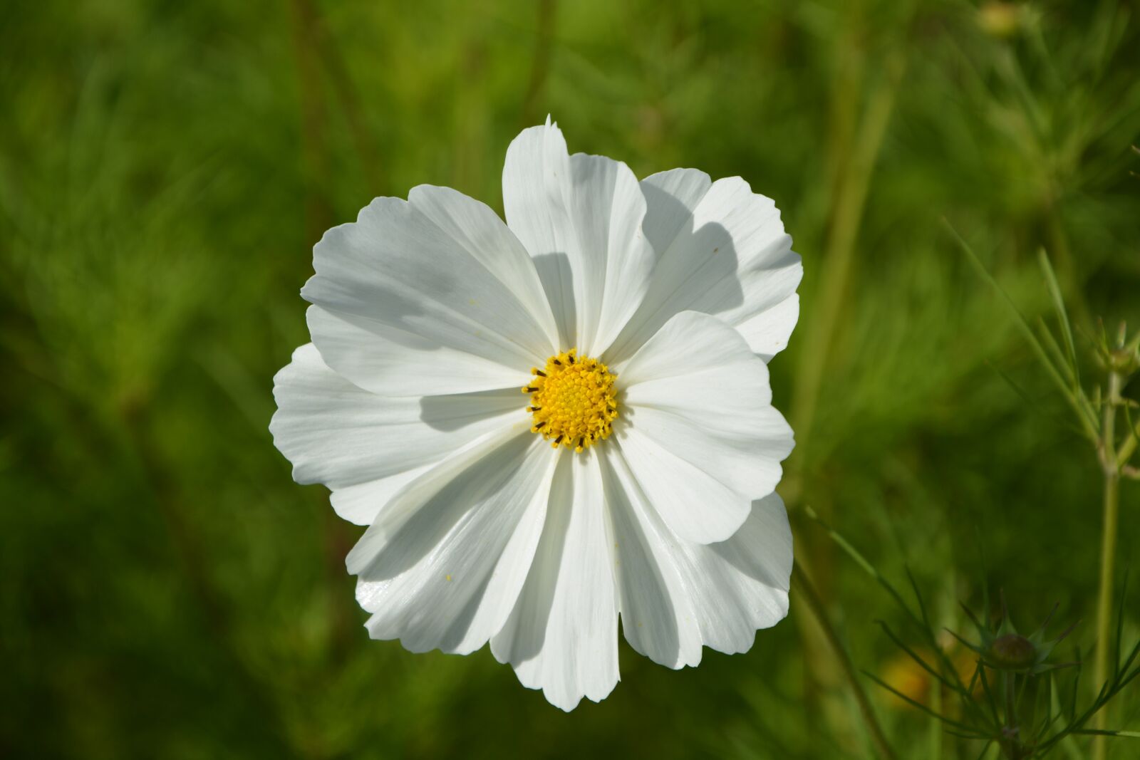 Nikon D5200 sample photo. Flower, white flower, yellow photography