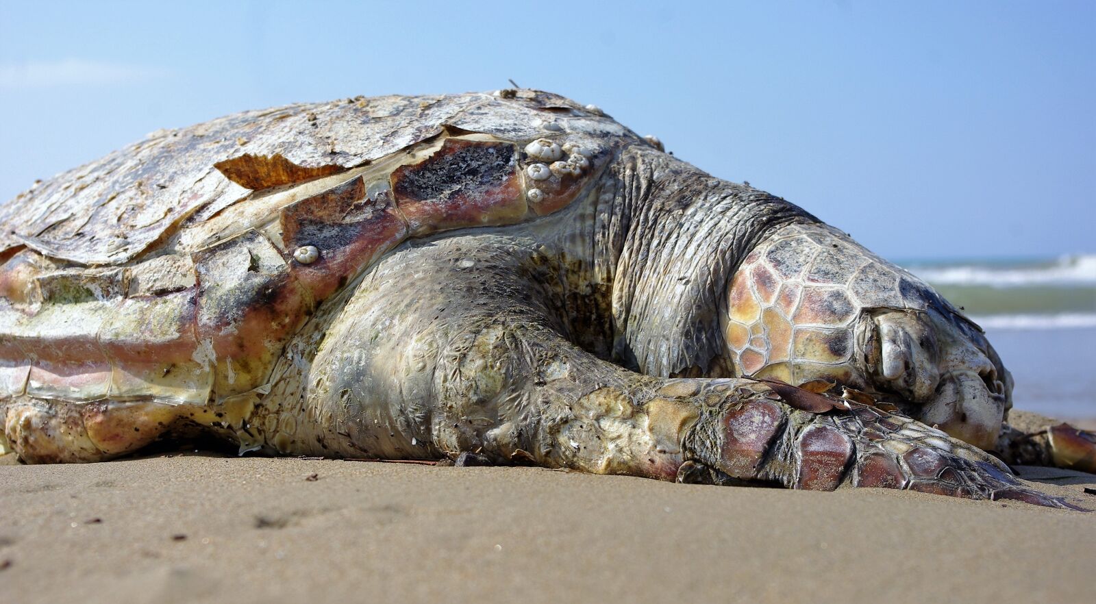 Pentax K-m (K2000) sample photo. Turtle, sea, sand photography