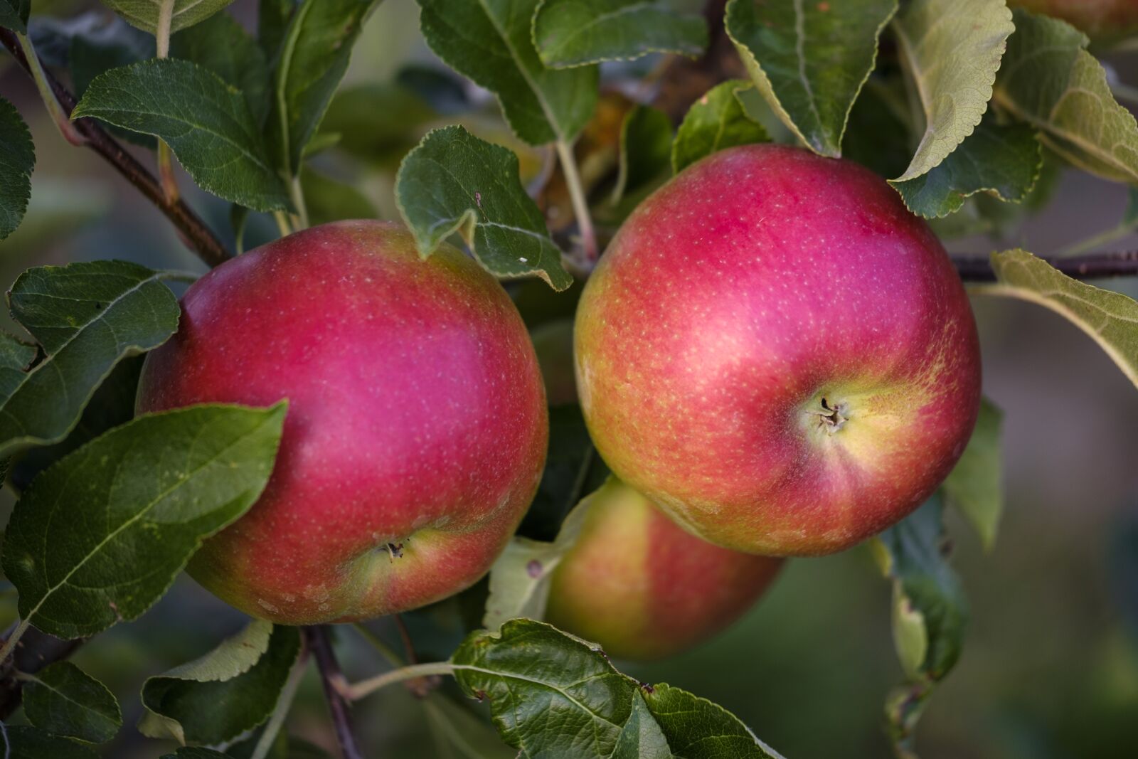 Fujifilm X-T2 + Fujifilm XF 80mm F2.8 R LM OIS WR Macro sample photo. Apple, fruit, pome fruit photography