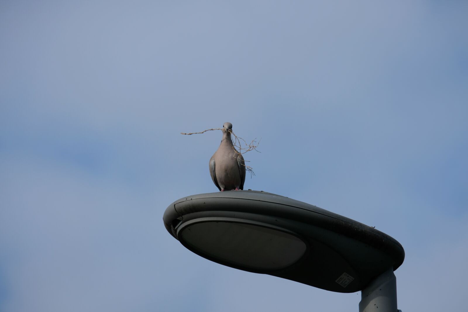 Fujifilm X-T20 sample photo. Dove, sit, bird photography