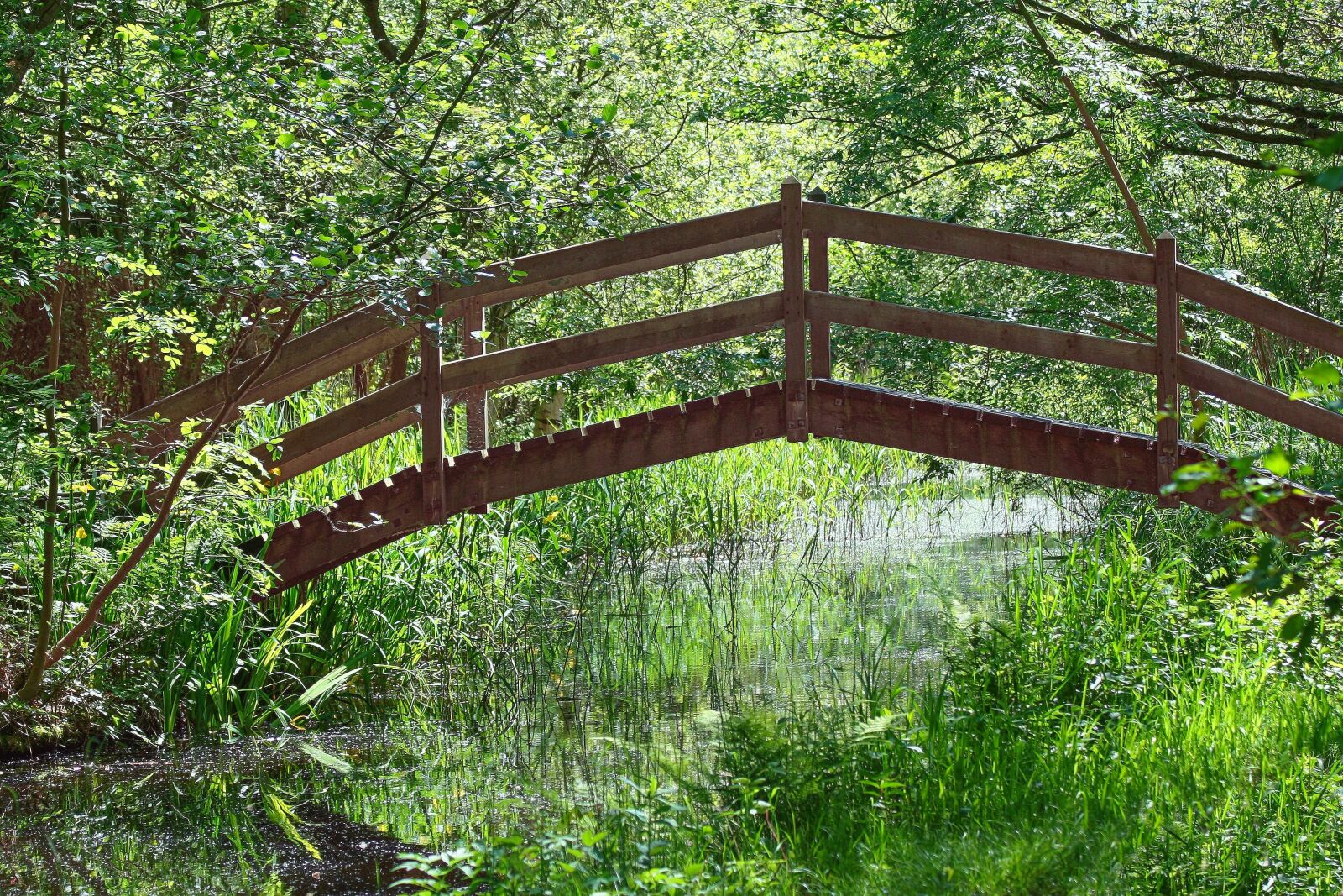 Canon EOS 350D (EOS Digital Rebel XT / EOS Kiss Digital N) sample photo. Bridge, wooden, path photography