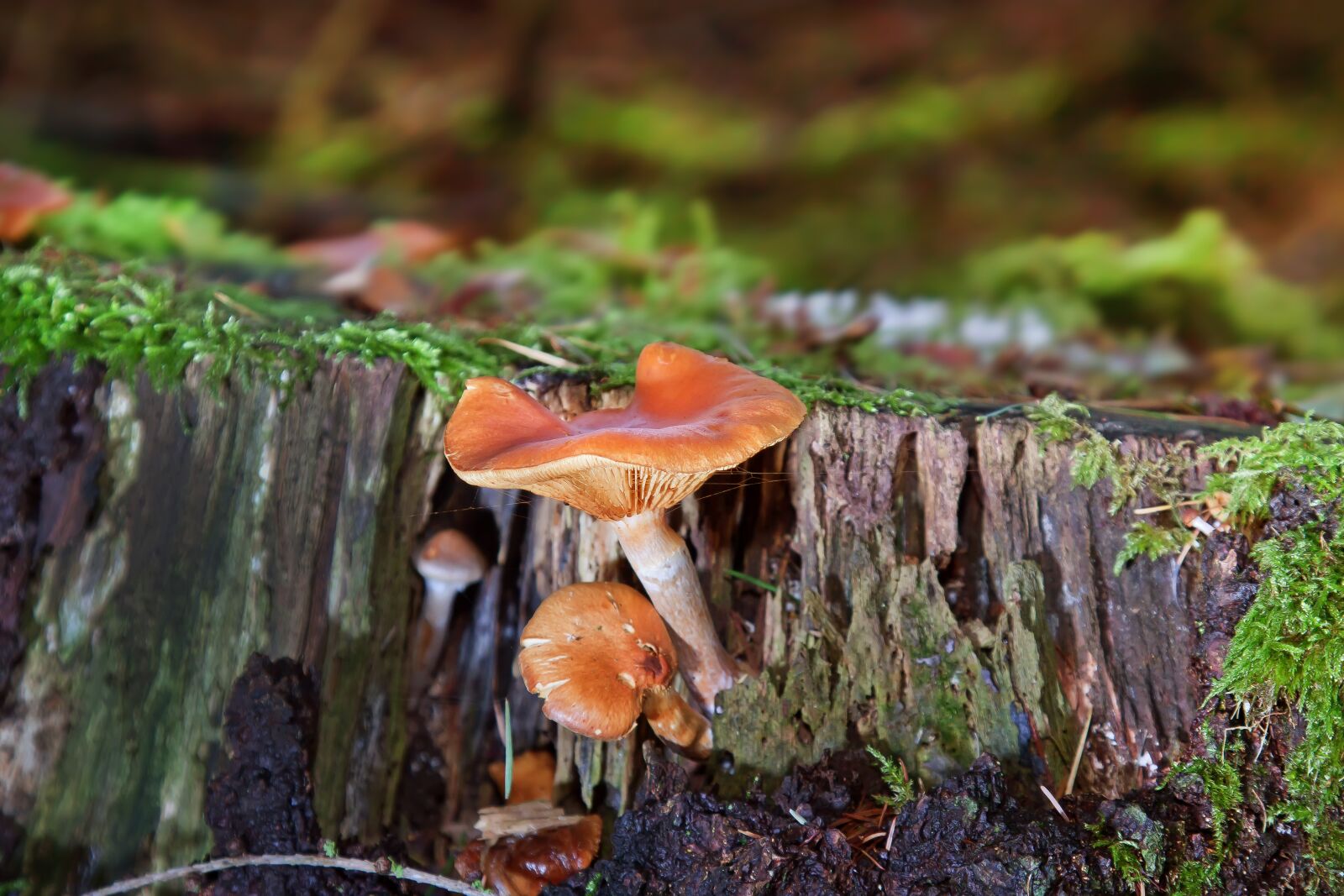 Canon EOS 50D + Canon EF 24-105mm F4L IS USM sample photo. Mushrooms, moss, forest photography