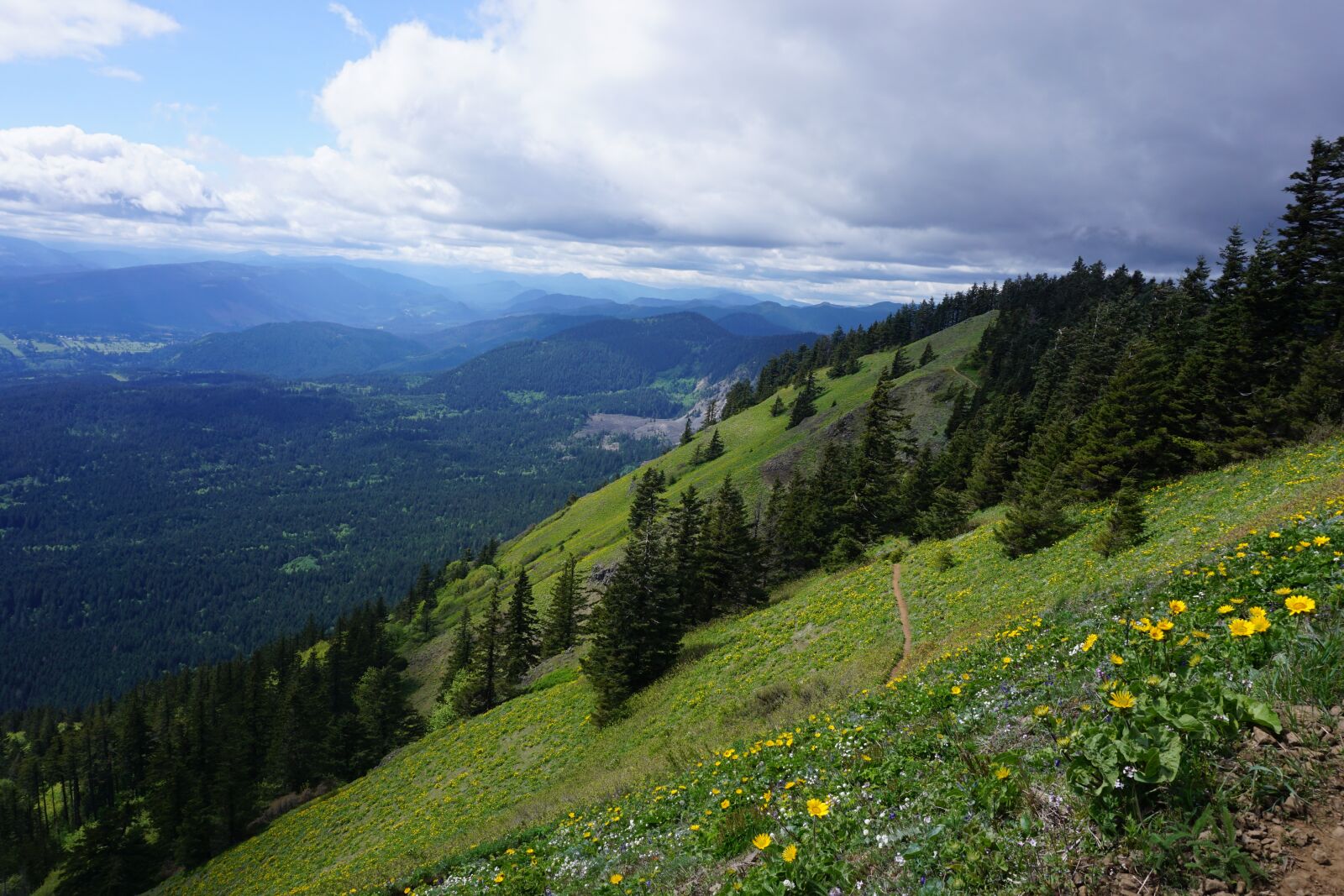 Sony a6000 sample photo. Dog mountain, nature, columbia photography