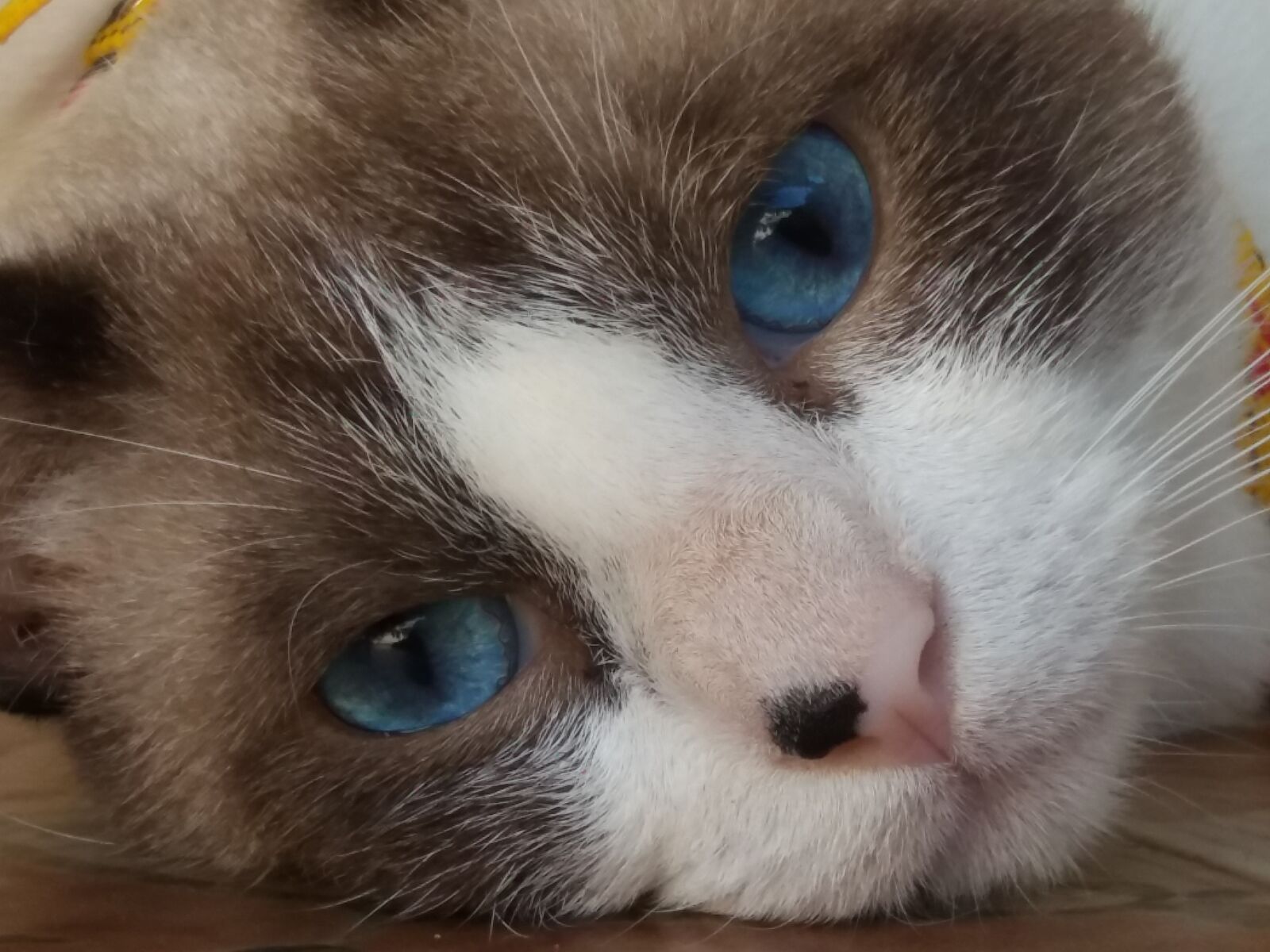 Samsung Galaxy J5 sample photo. Cat, animal, feline photography