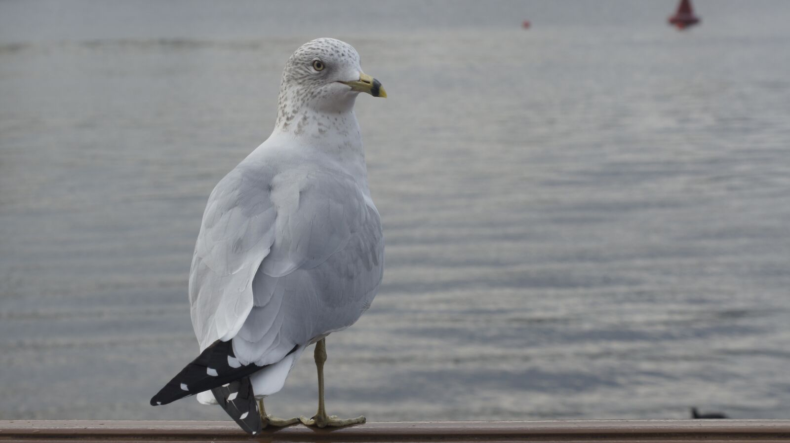 Sony SLT-A33 sample photo. Seagull, bird, water photography