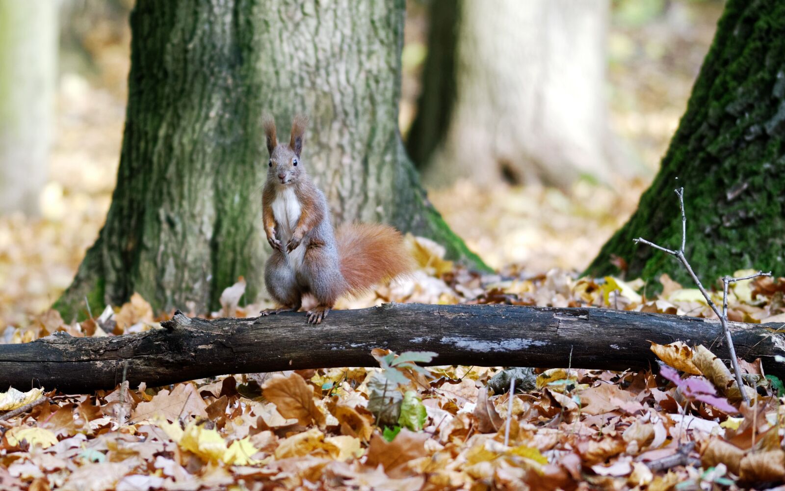 Nikon D5100 sample photo. Squirrel, pet, rodents photography